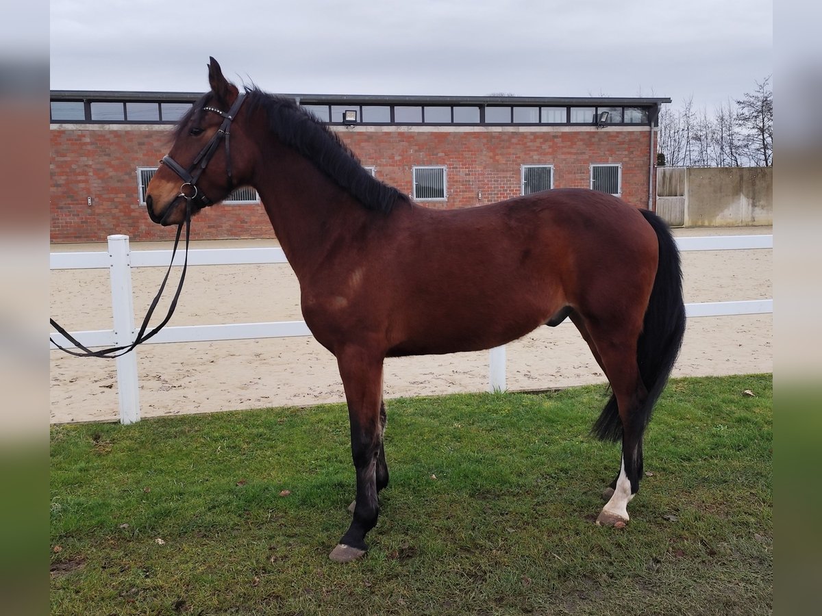 Oekraïner Ruin 6 Jaar 150 cm Bruin in Bad Laer