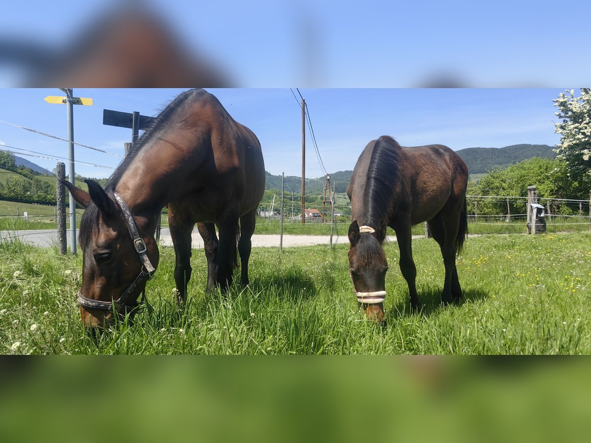 Österreichisches Warmblut Hengst 1 Jahr 170 cm Dunkelbrauner in Kirchberg am Wechsel