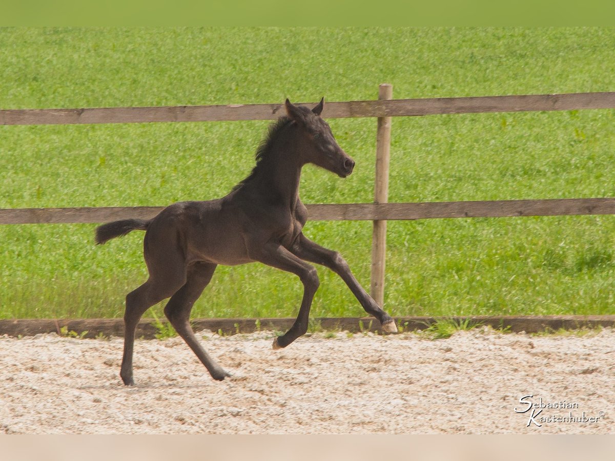 Österreichisches Warmblut Hengst 1 Jahr 170 cm Rappe in Gampern