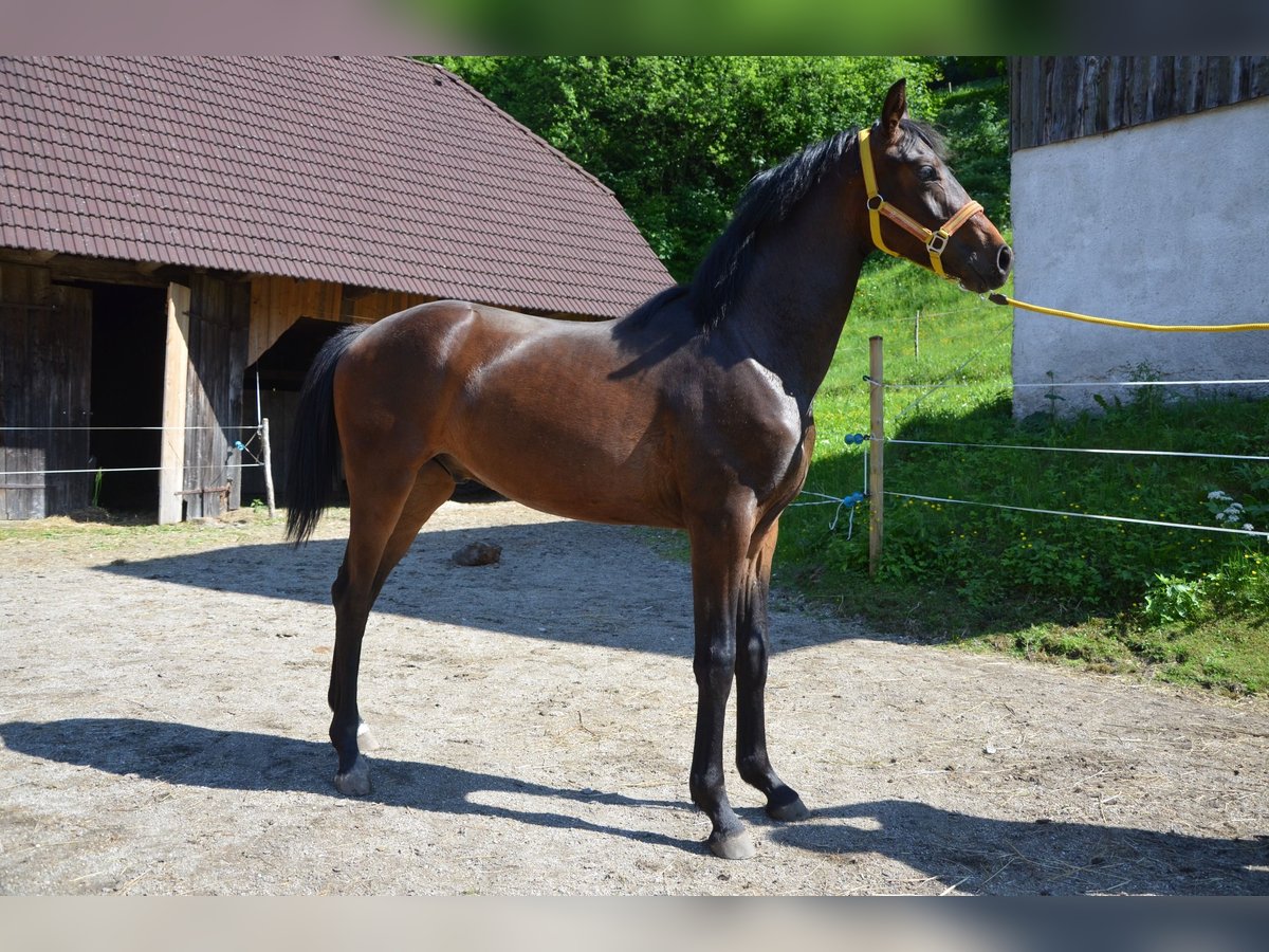 Österreichisches Warmblut Hengst 1 Jahr Brauner in Garsten