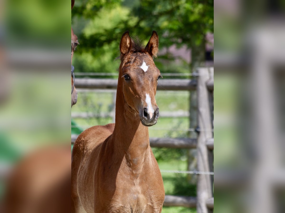 Österreichisches Warmblut Hengst 1 Jahr Brauner in Wies Österreichisches Warmblut Hengst 1 Jahr Brauner in Wies