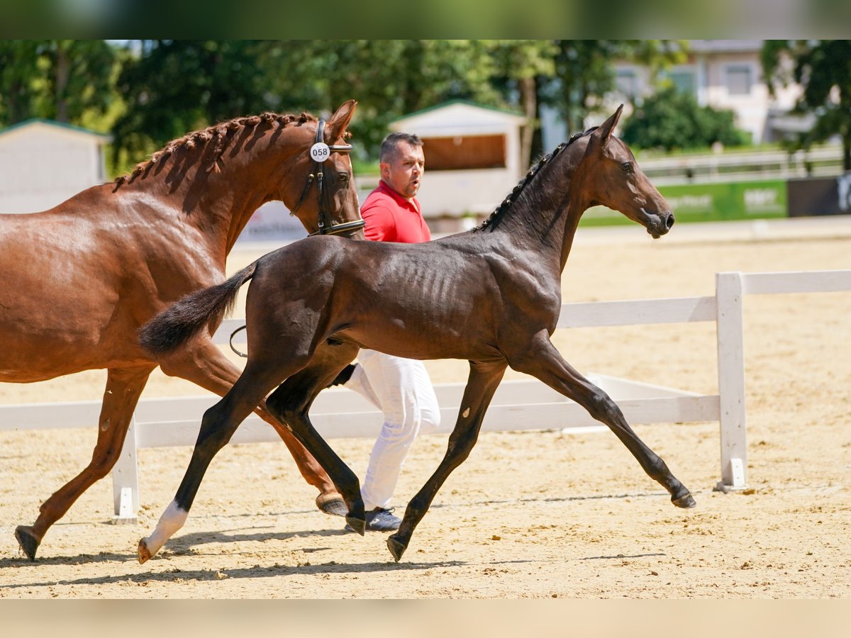 Österreichisches Warmblut Hengst 1 Jahr Dunkelbrauner in Polling