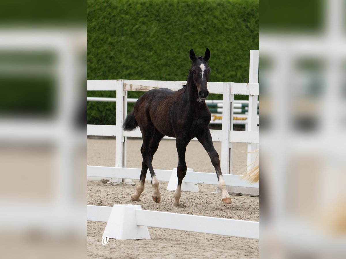 Österreichisches Warmblut Hengst 1 Jahr Kann Schimmel werden in Schöngumprechting