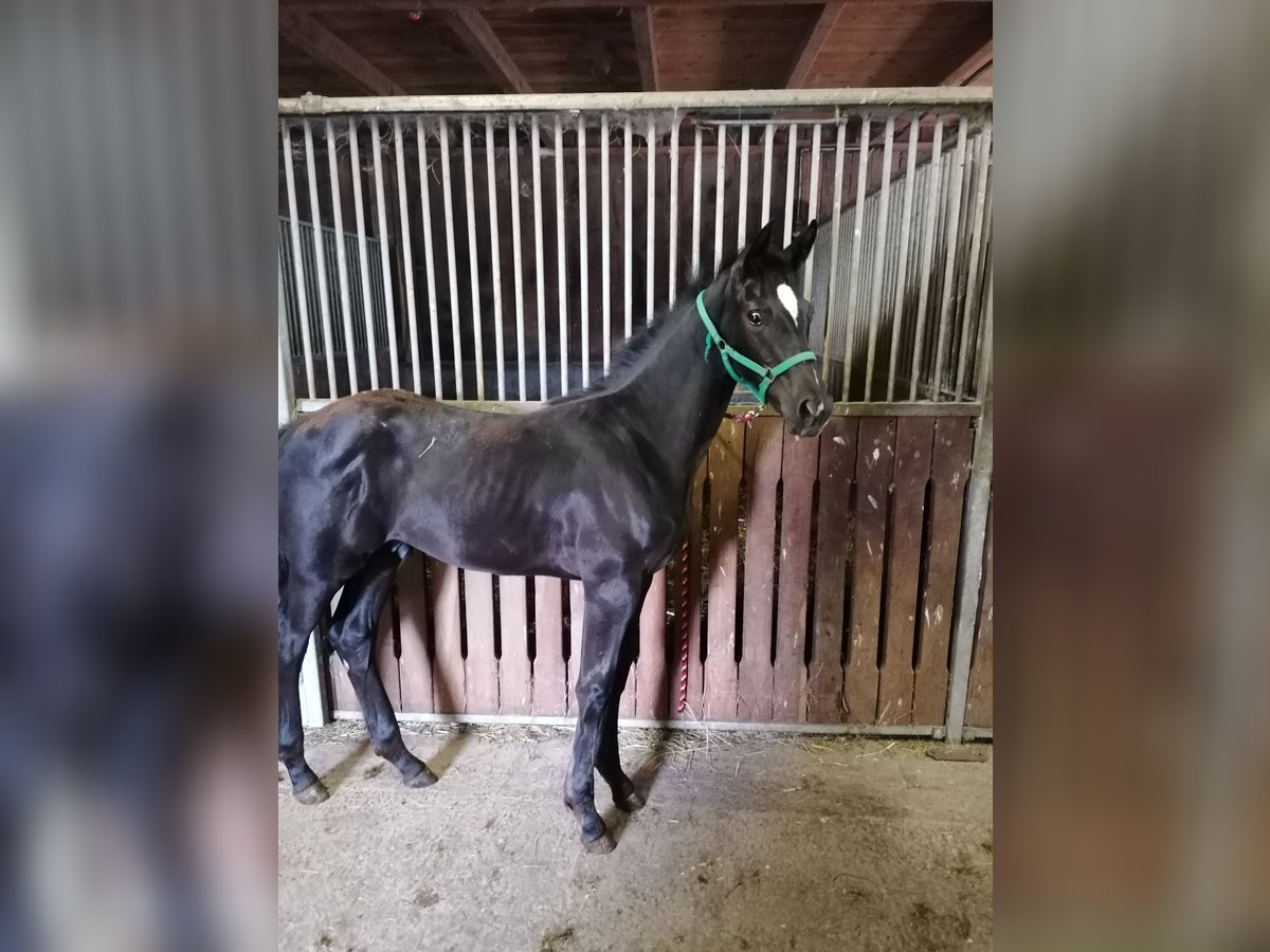 Österreichisches Warmblut Hengst 1 Jahr Rappe in Diersbach