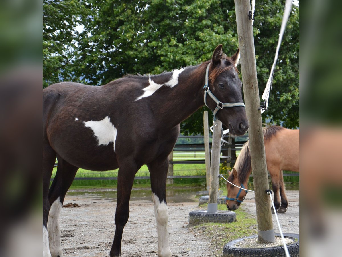 Österreichisches Warmblut Hengst 1 Jahr Schecke in Reutte