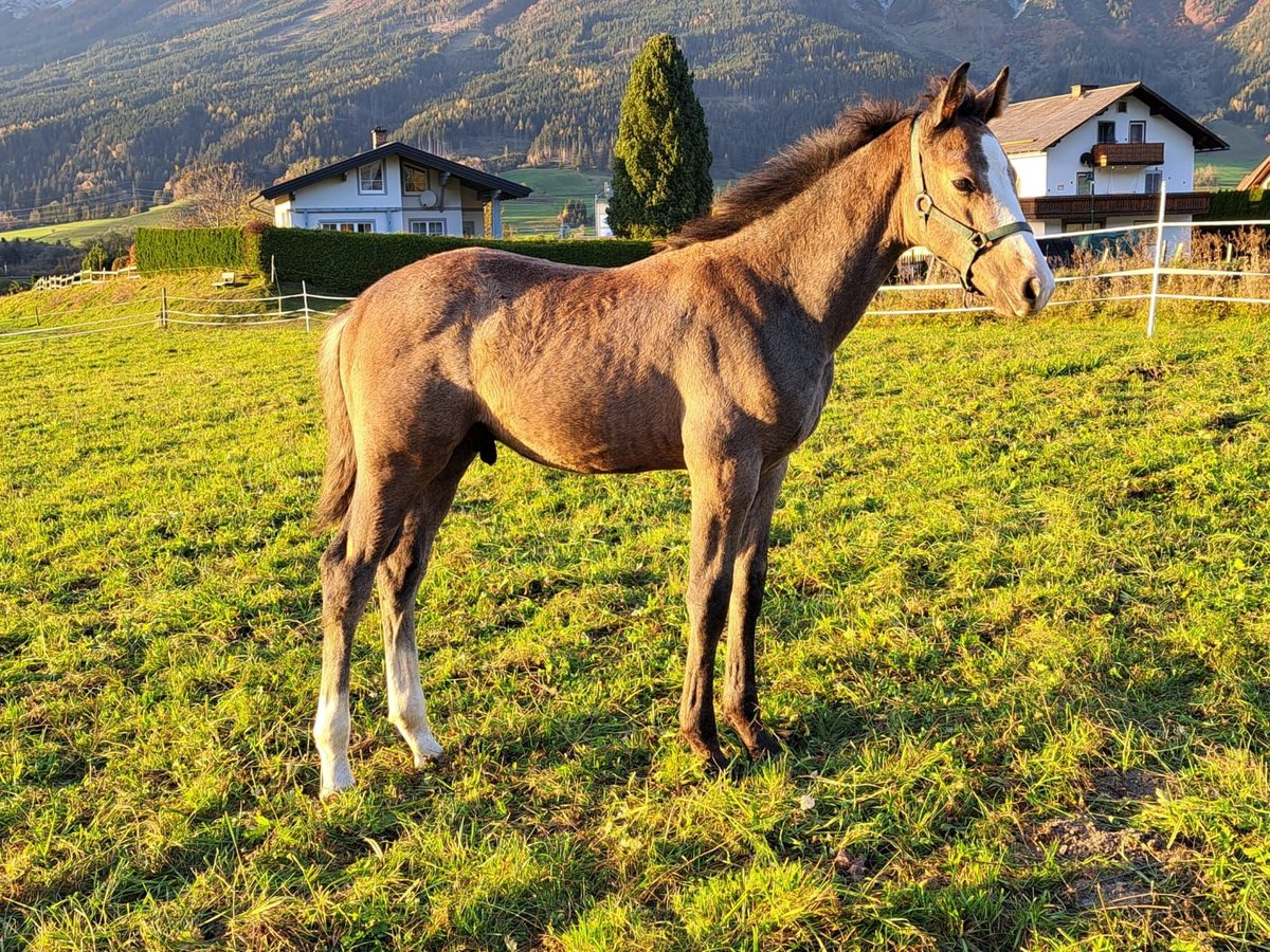 Österreichisches Warmblut Hengst 1 Jahr Schimmel in Öblarn