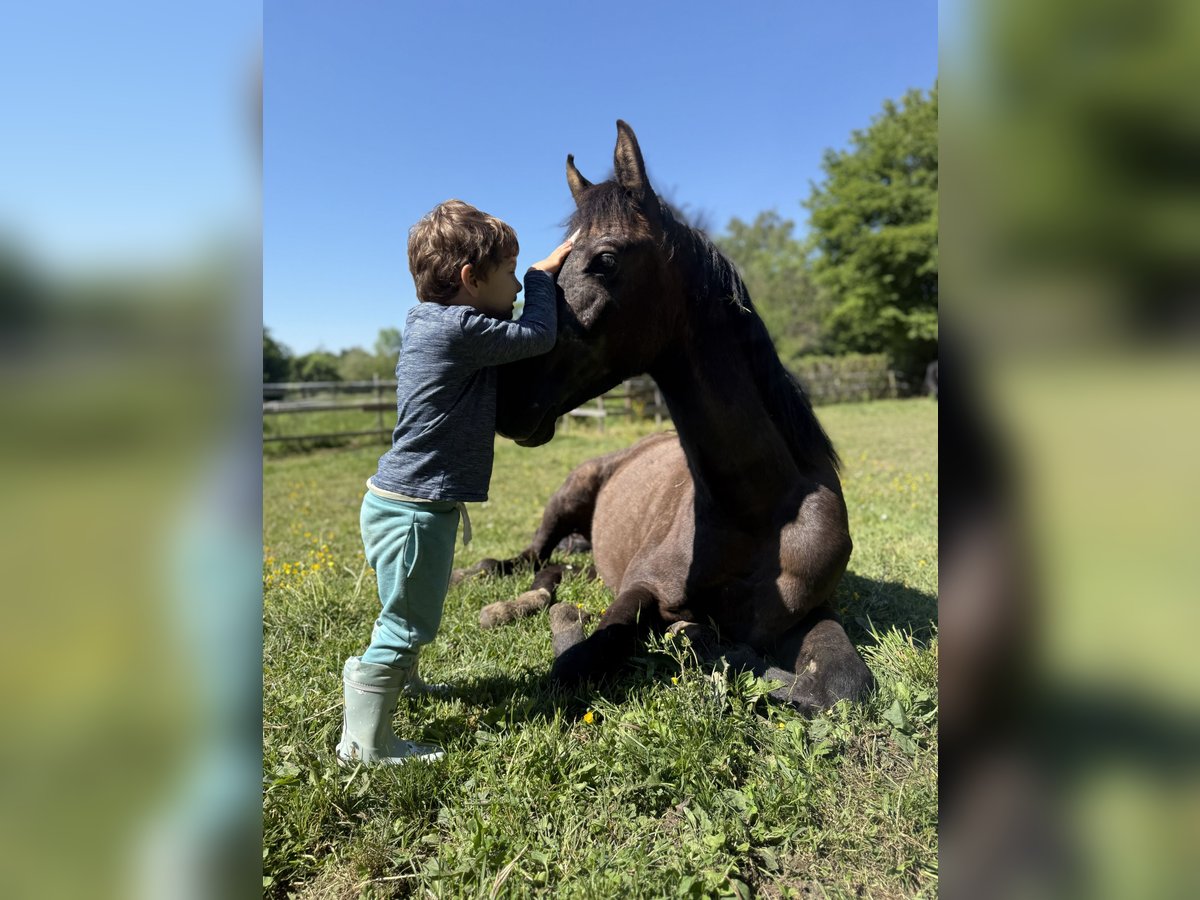 Österreichisches Warmblut Hengst 2 Jahre 158 cm Kann Schimmel werden in Konstanz