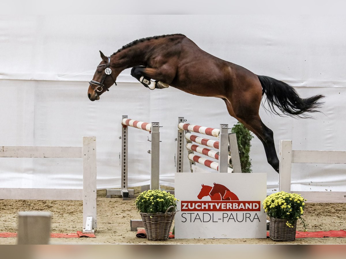 Österreichisches Warmblut Hengst 2 Jahre 160 cm Brauner in Taiskirchen im Innkreis