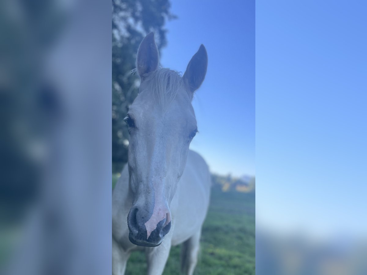 Österreichisches Warmblut Hengst 2 Jahre 164 cm Palomino in Seeham
