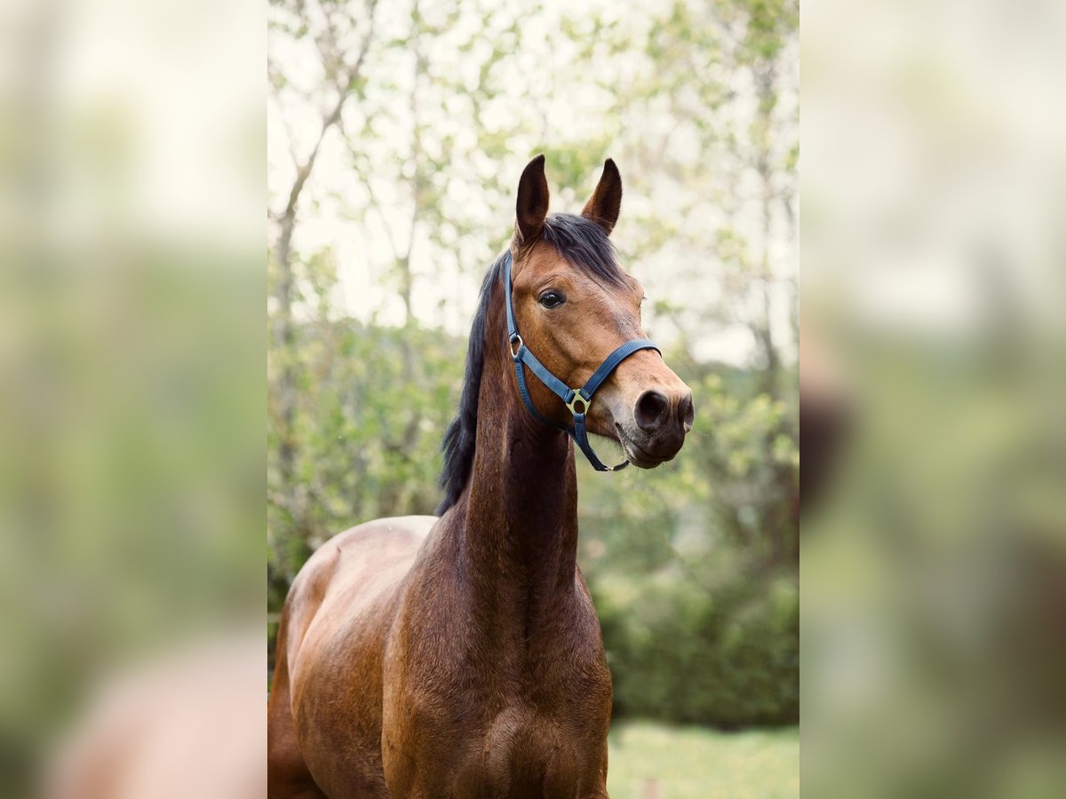 Österreichisches Warmblut Hengst 2 Jahre 170 cm Brauner in Kirchschlag