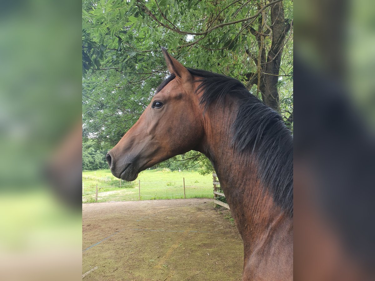 Österreichisches Warmblut Hengst 2 Jahre 170 cm Brauner in Kirchschlag