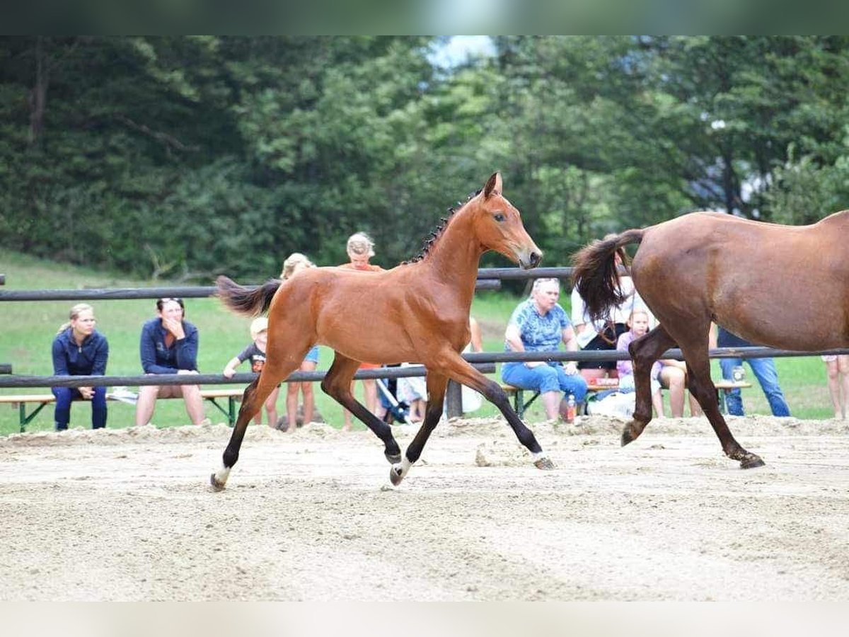 Österreichisches Warmblut Hengst 2 Jahre 170 cm Brauner in Weigelsdorf