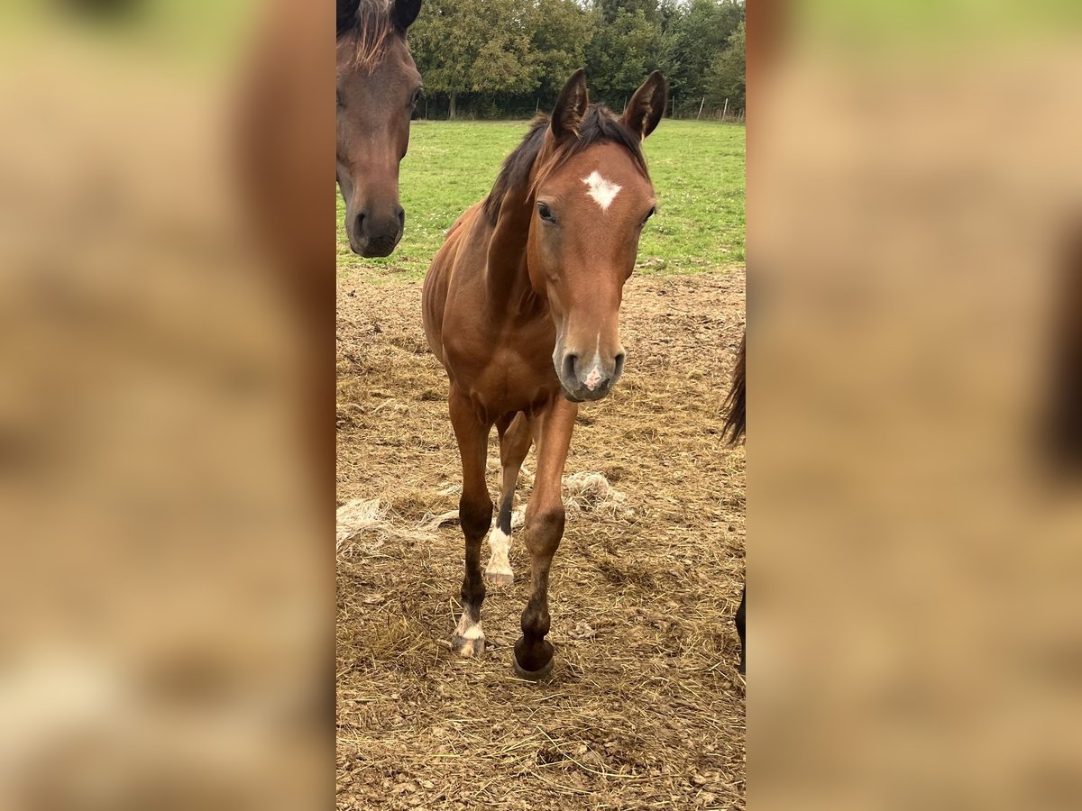 Österreichisches Warmblut Hengst 2 Jahre 170 cm Brauner in Unterpetersdorf