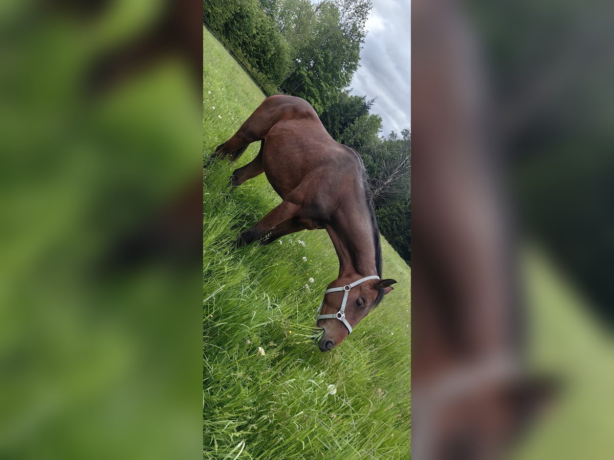 Österreichisches Warmblut Hengst 2 Jahre 170 cm Brauner in Kirchberg am Wechsel