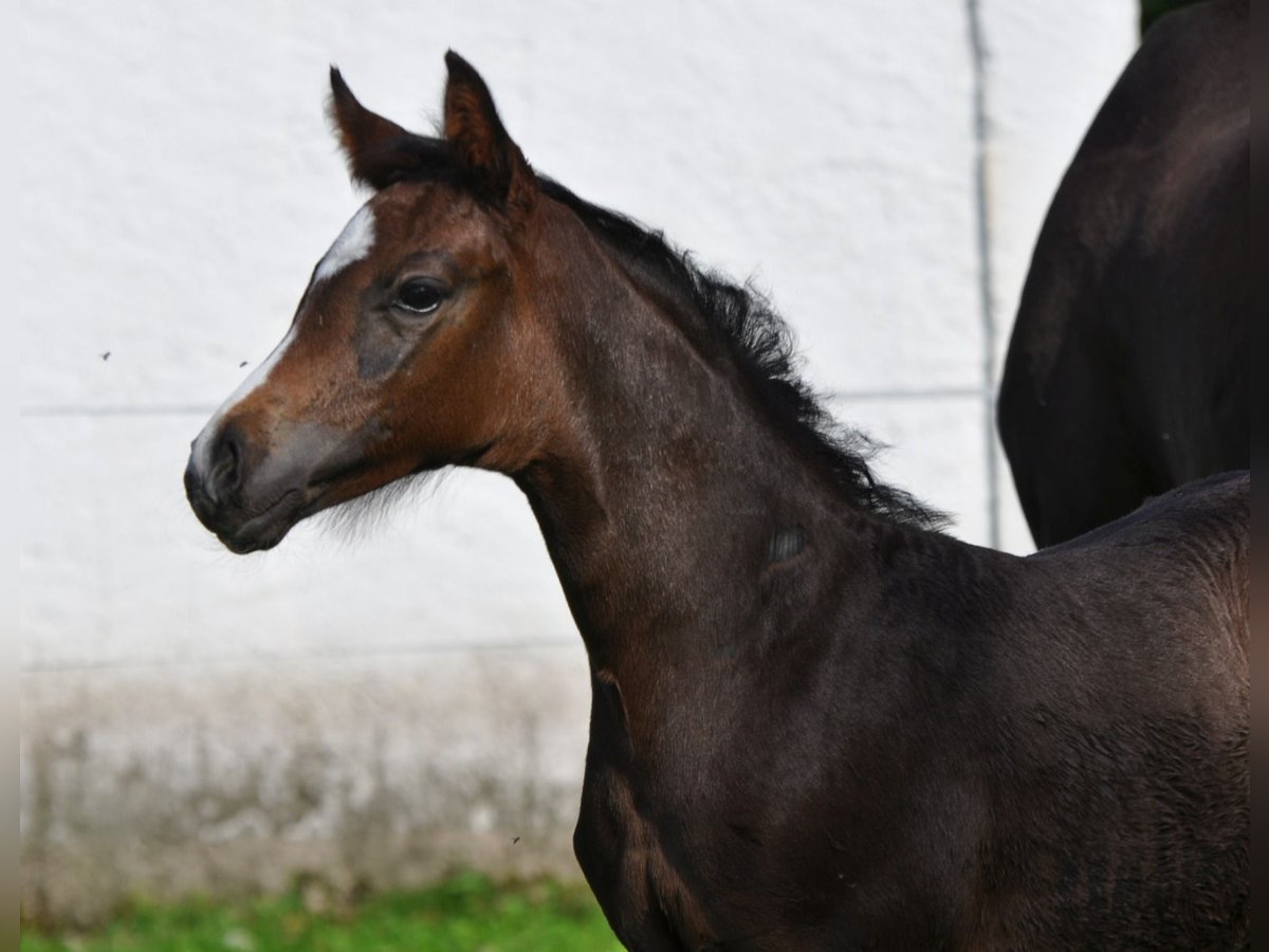 Österreichisches Warmblut Hengst 2 Jahre Schwarzbrauner in Golling