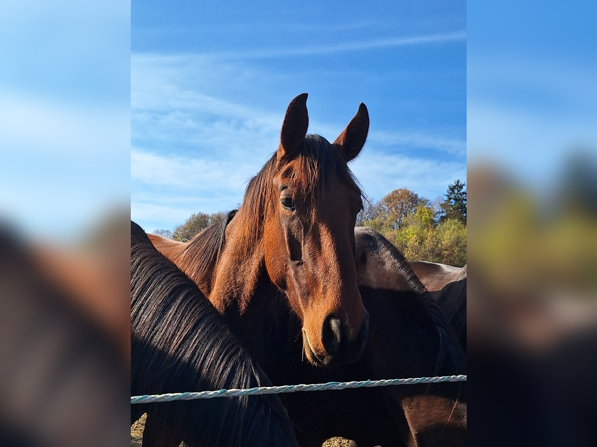 Österreichisches Warmblut Hengst 2 Jahre in Rudersdorf