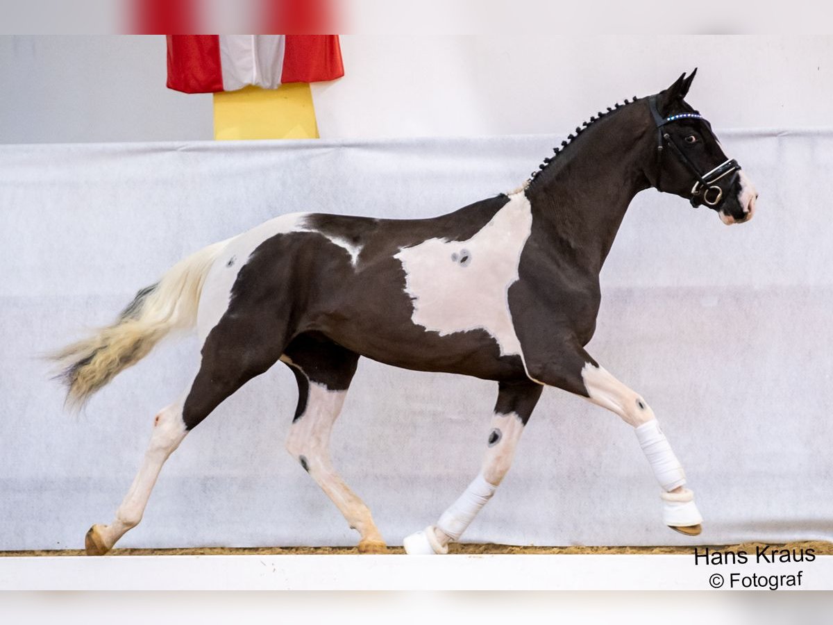 Österreichisches Warmblut Hengst 6 Jahre 168 cm Schecke in Altmelon