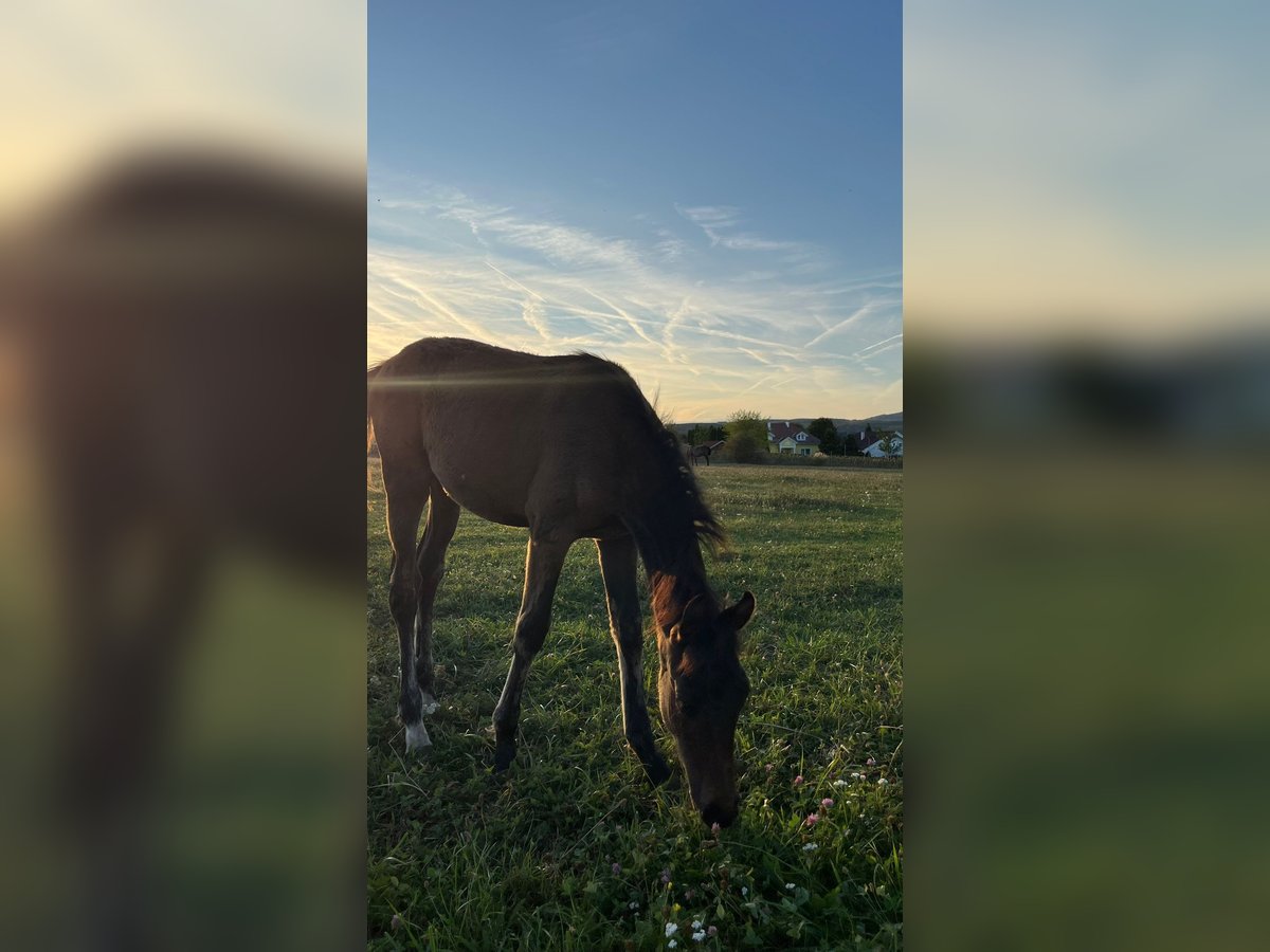 Österreichisches Warmblut Hengst Fohlen (05/2025) 165 cm Brauner in Dra&#xDF;markt