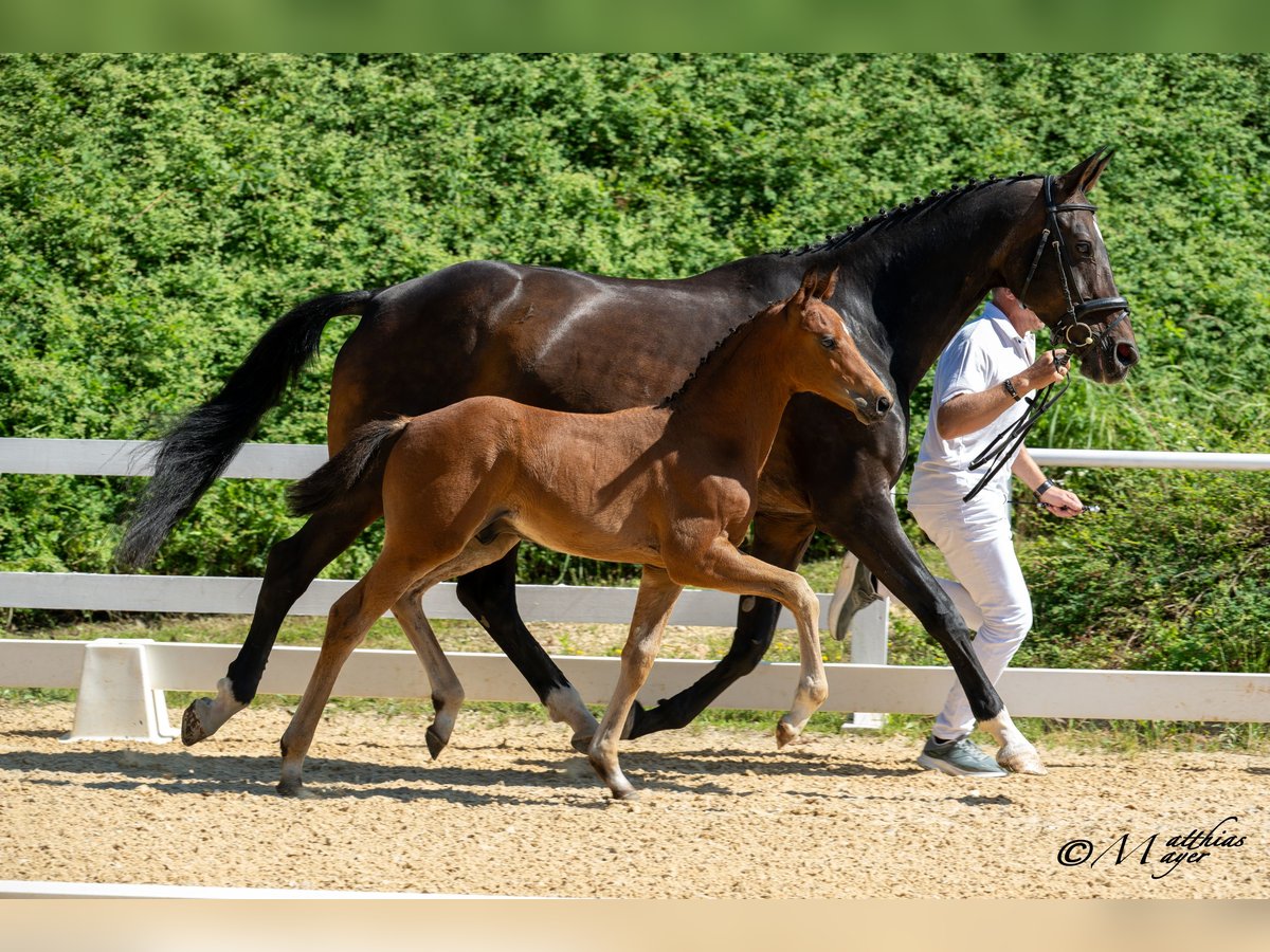 Österreichisches Warmblut Hengst Fohlen (04/2025) 170 cm Brauner in Pramerdorf
