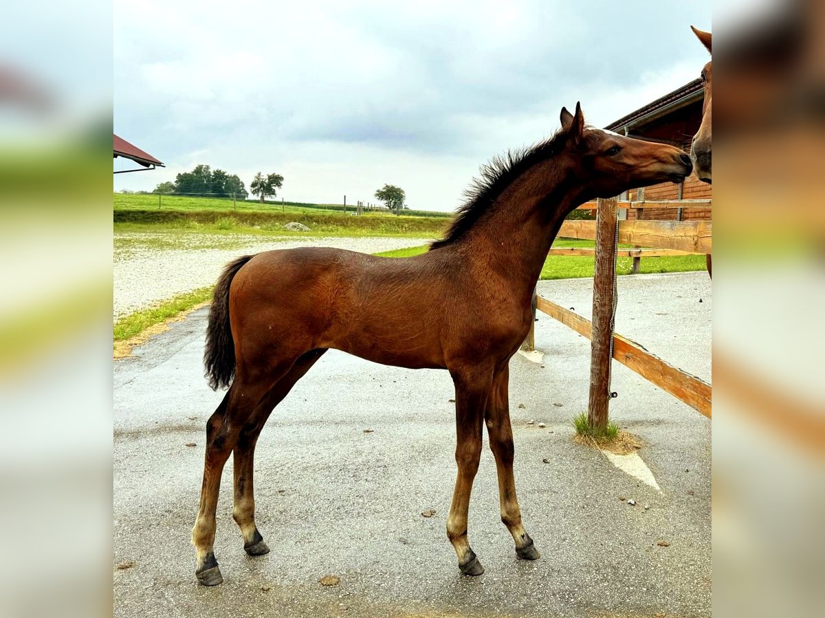 Österreichisches Warmblut Hengst Fohlen (04/2025) 170 cm Dunkelbrauner in Tr&#xF6;stlberg