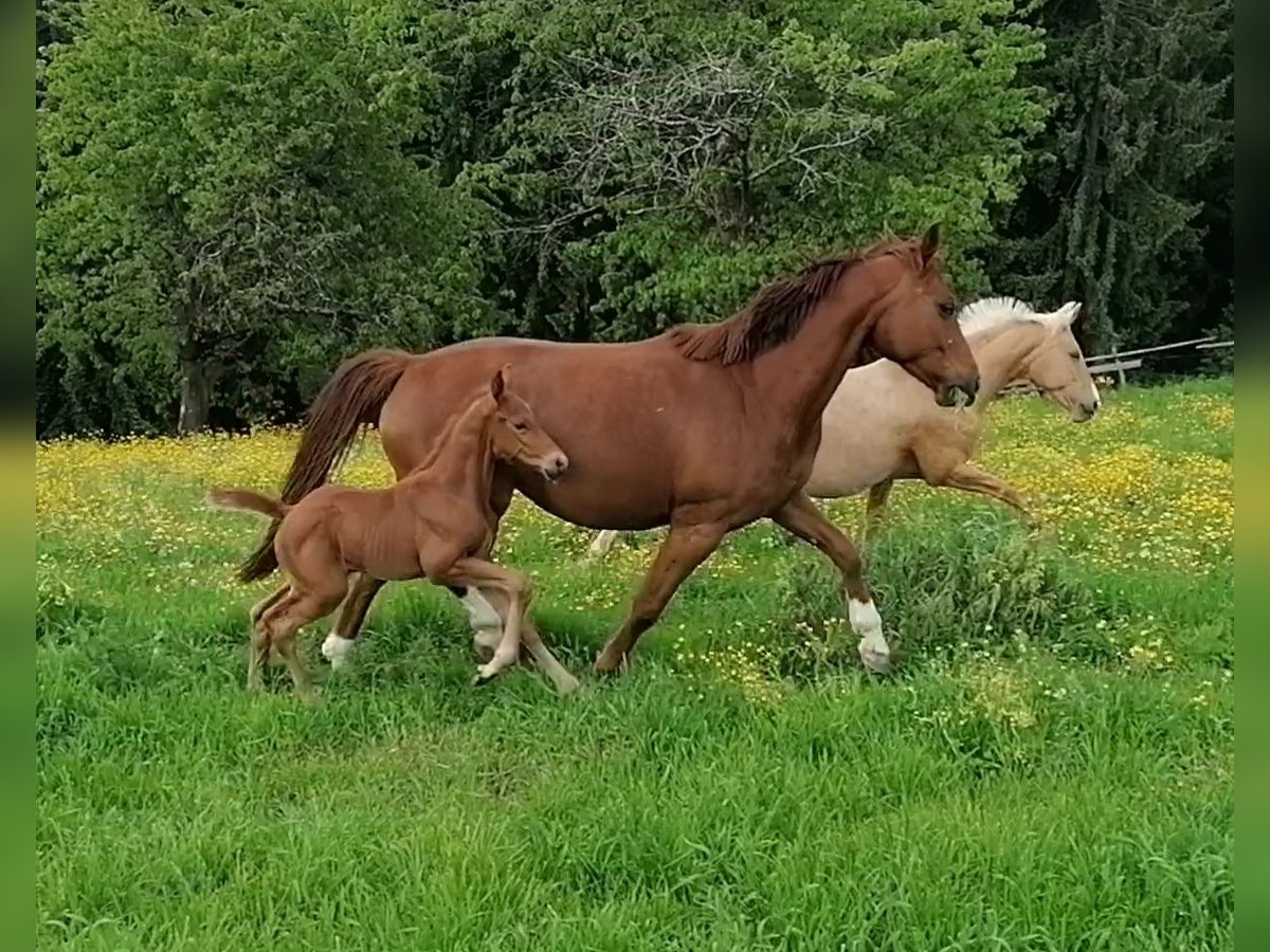 Österreichisches Warmblut Hengst  170 cm Fuchs in St. Margarethen im Lavanttal