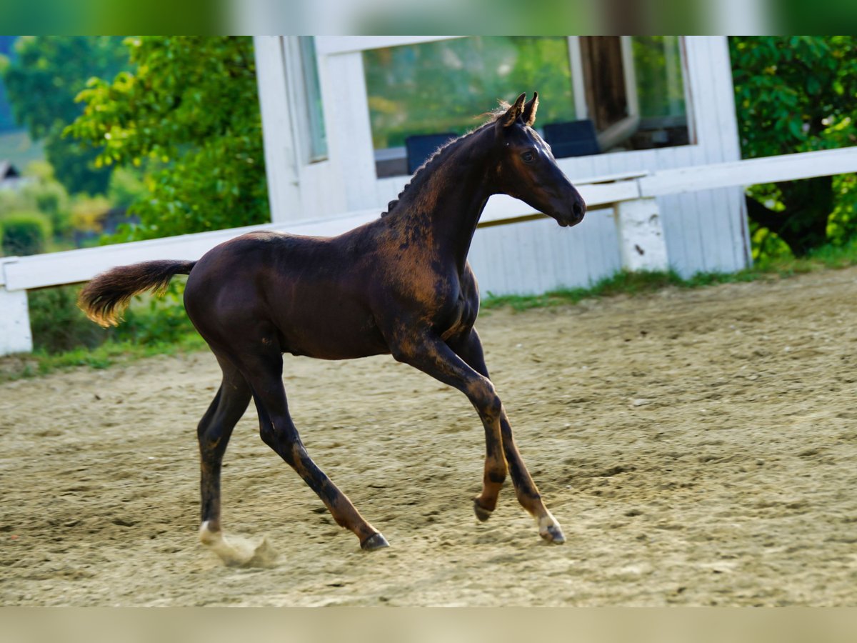 Österreichisches Warmblut Hengst Fohlen (06/2025) 170 cm Rappe in Reichenfels