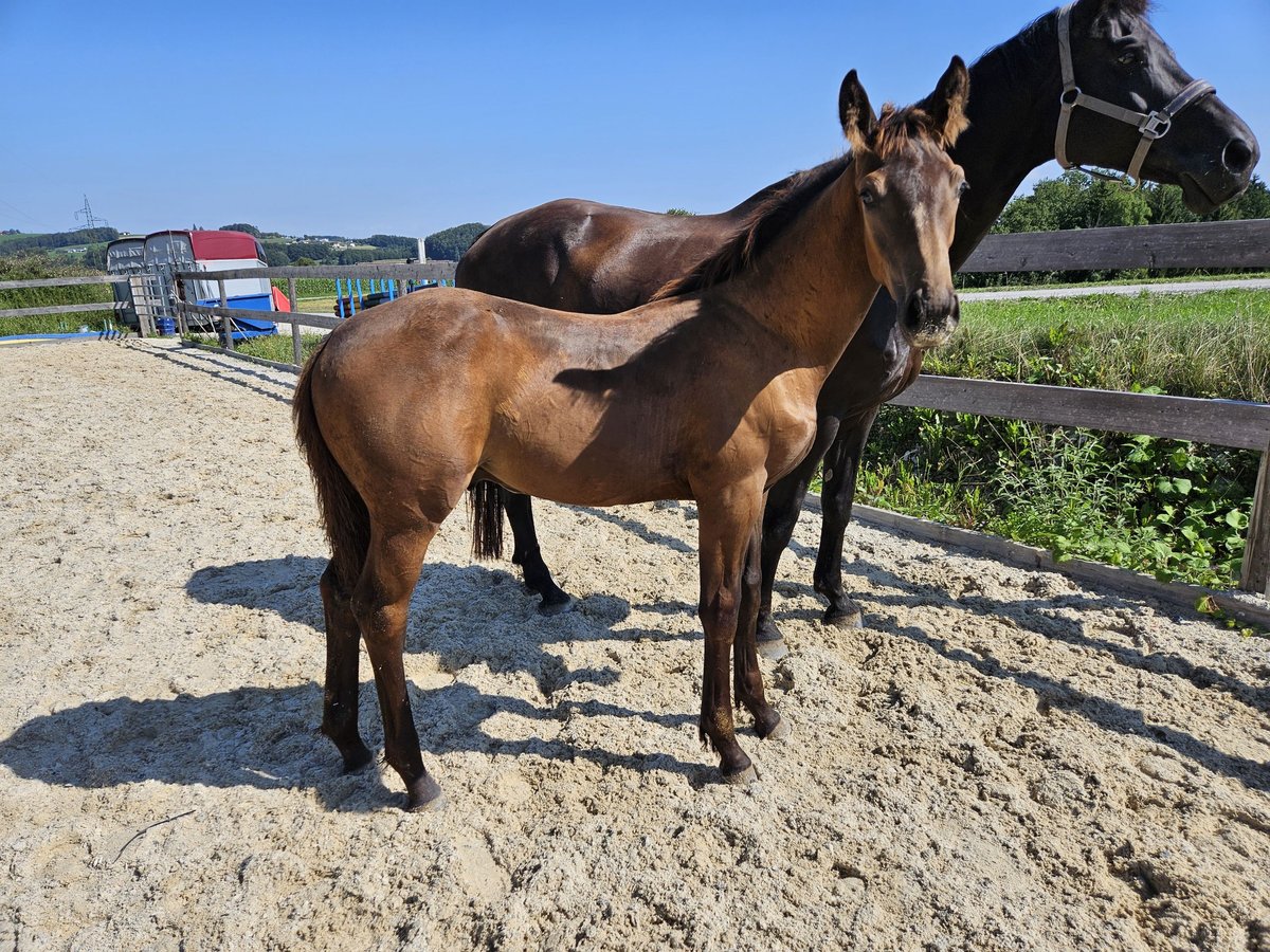 Österreichisches Warmblut Hengst Fohlen (04/2024) 172 cm Buckskin in Garsten