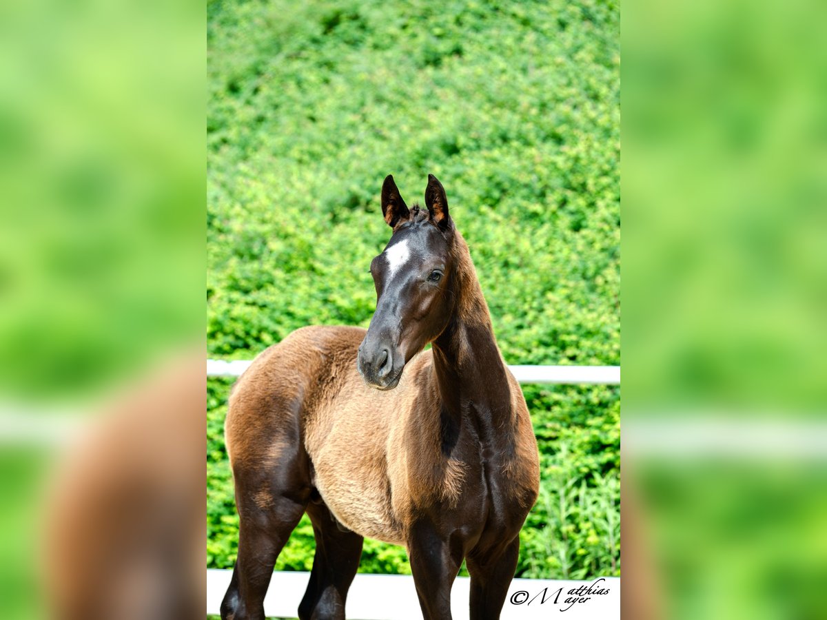 Österreichisches Warmblut Hengst Fohlen (02/2025) 172 cm Rappe in Amstetten