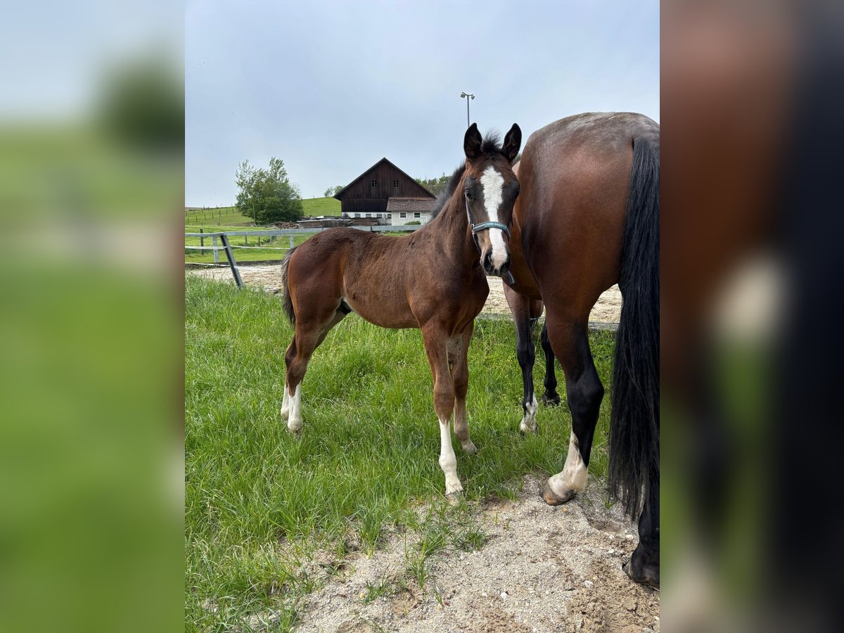Österreichisches Warmblut Hengst  Brauner in Aurolzmünster