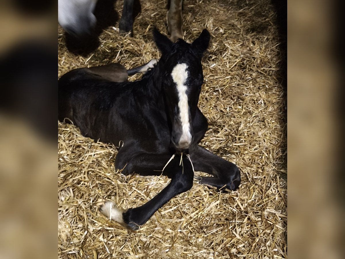 Österreichisches Warmblut Hengst  in Haselbach