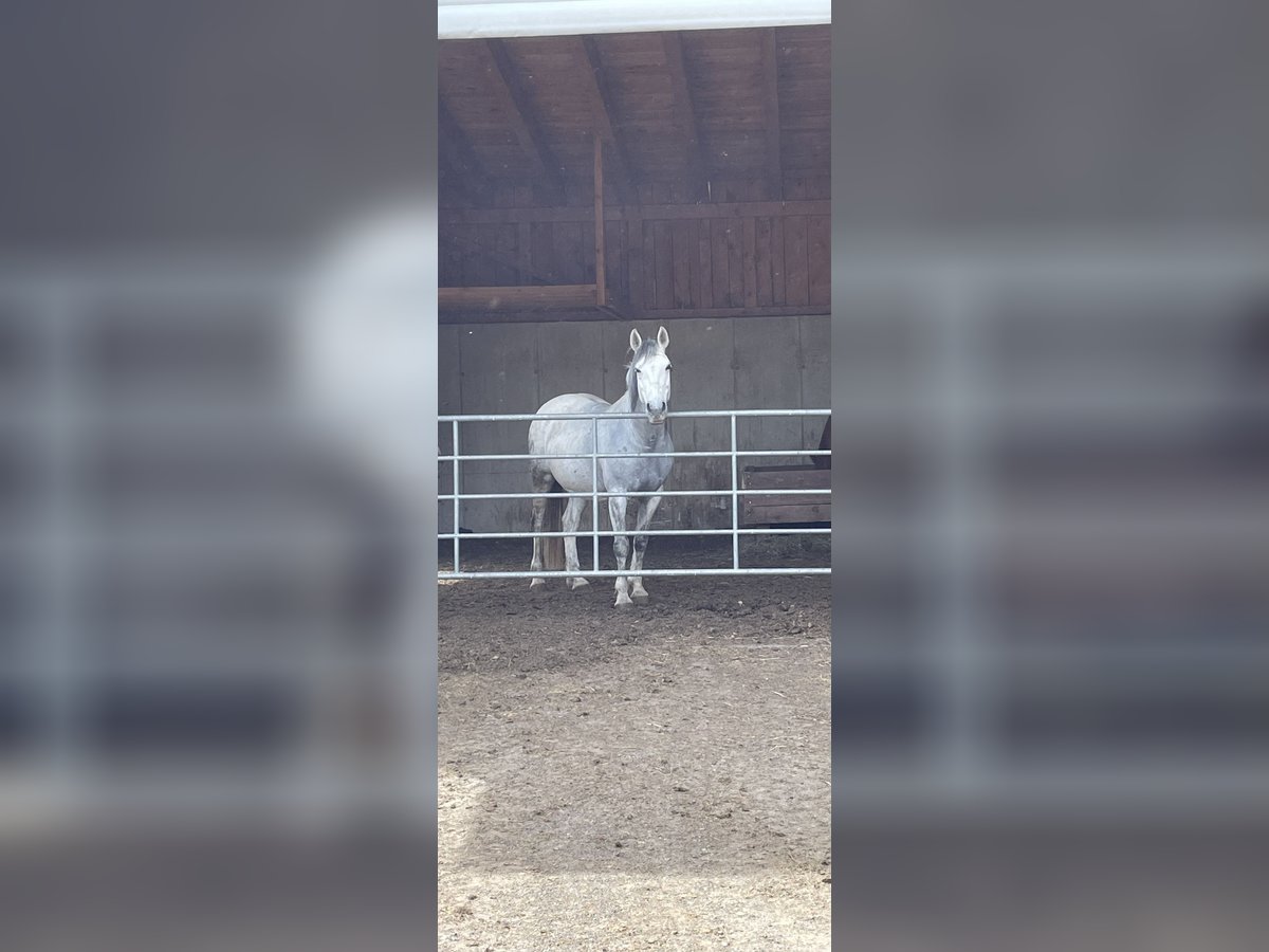 Österreichisches Warmblut Stute 10 Jahre 158 cm Fliegenschimmel in Perersdorf