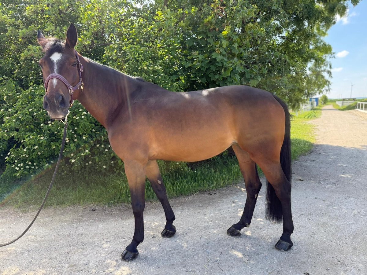 Österreichisches Warmblut Stute 10 Jahre 165 cm Brauner in Deutsch Wagram