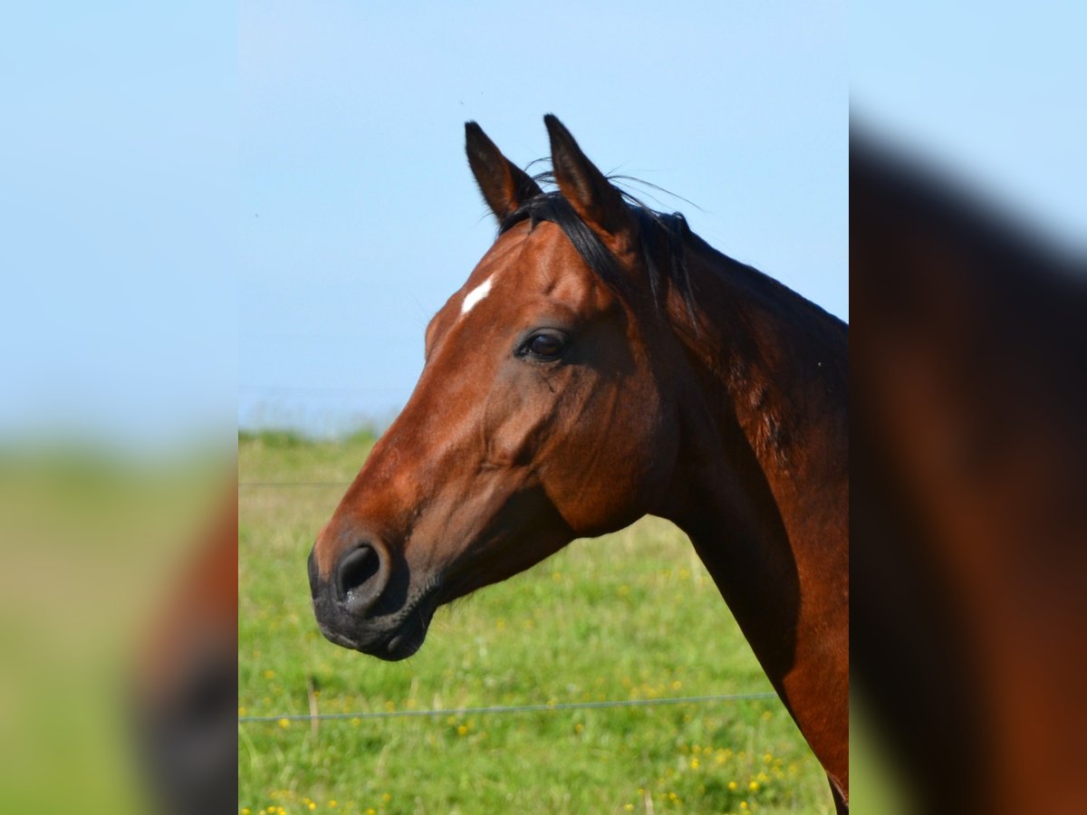 Österreichisches Warmblut Stute 10 Jahre 165 cm Brauner in Lichtenberg