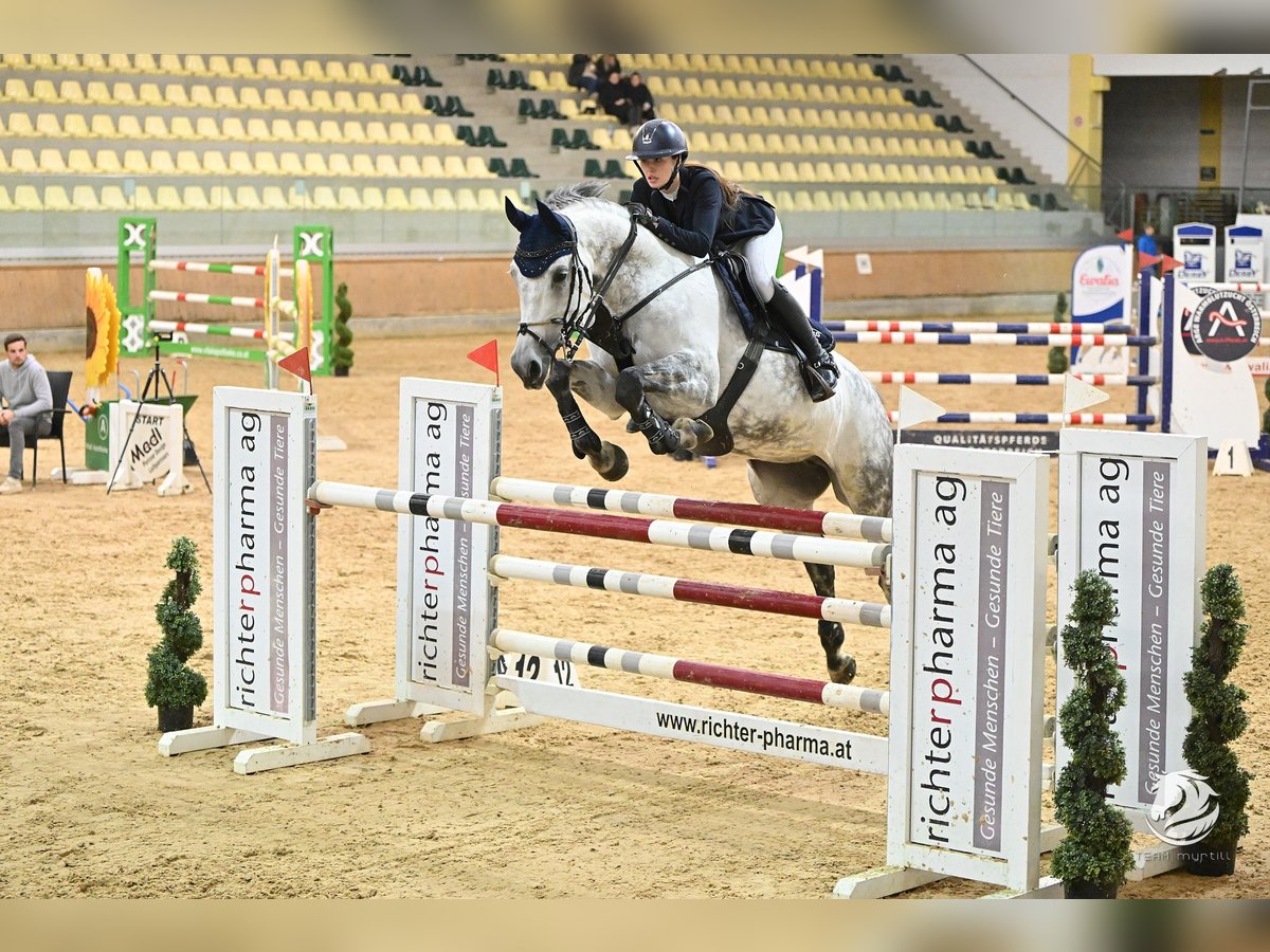 Österreichisches Warmblut Stute 10 Jahre 173 cm Schimmel in Linz