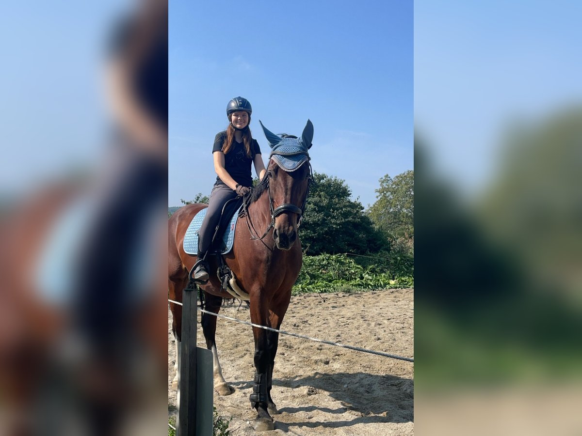 Österreichisches Warmblut Stute 10 Jahre 175 cm Brauner in Spratzern