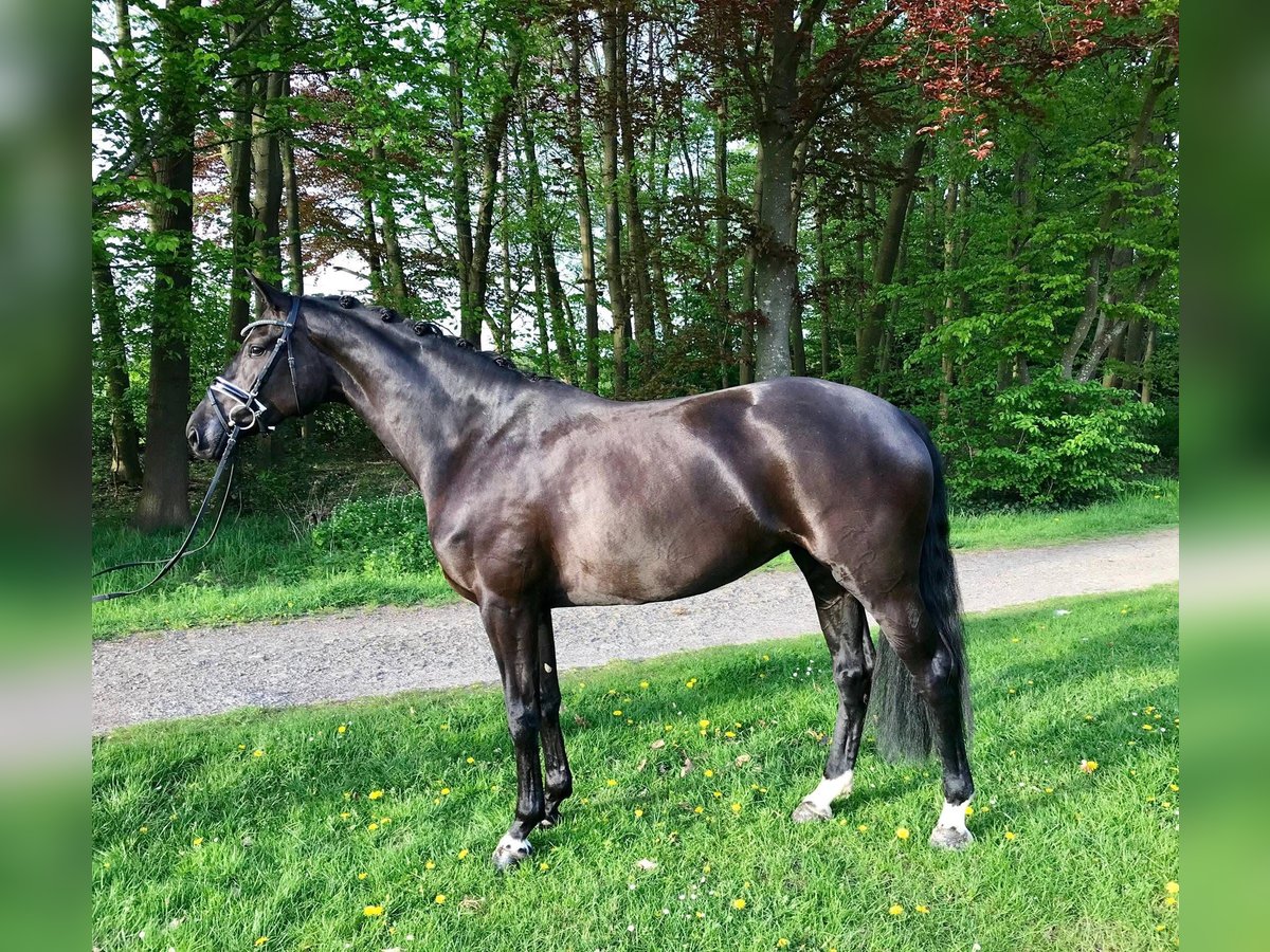 Österreichisches Warmblut Stute 12 Jahre 168 cm Rappe in Kremsmünster