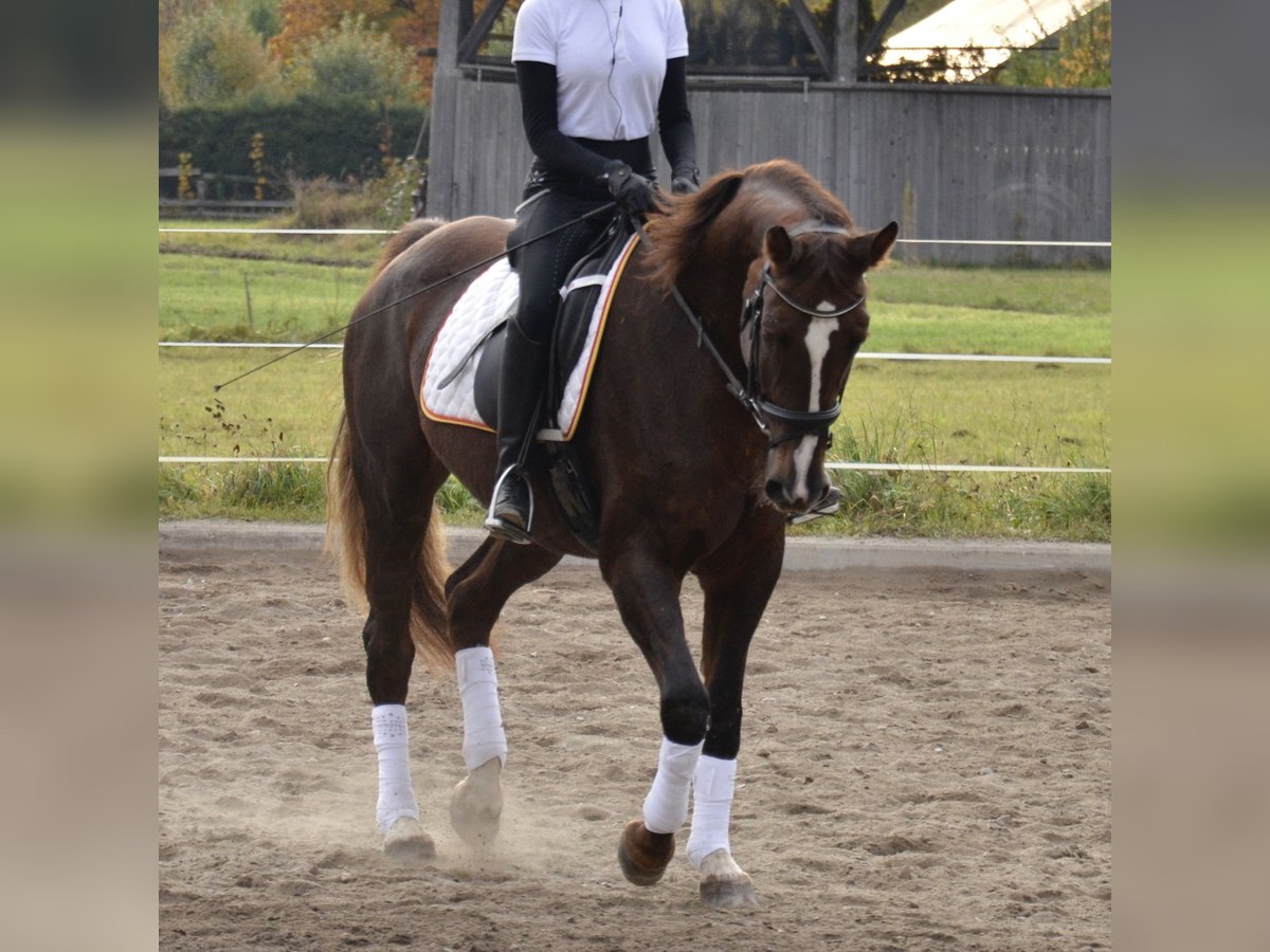 Österreichisches Warmblut Stute 13 Jahre 162 cm Dunkelfuchs in Jenig
