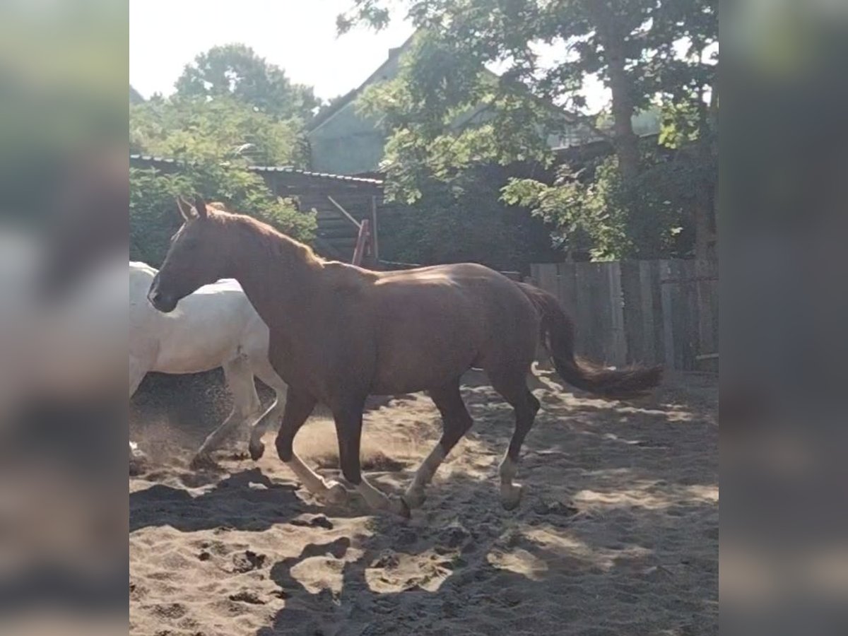 Österreichisches Warmblut Stute 13 Jahre 162 cm Fuchs in Warmsroth