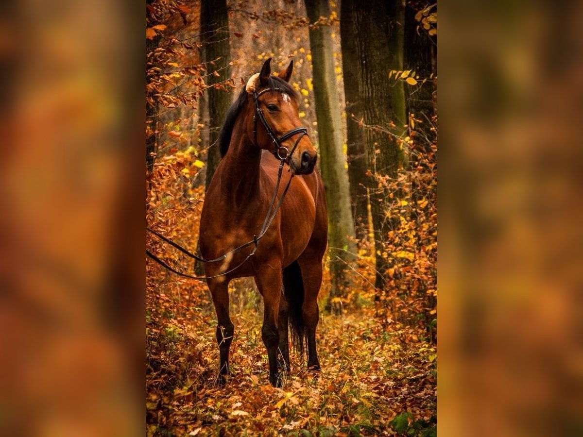 Österreichisches Warmblut Stute 13 Jahre 168 cm Brauner in Heiligenkreuz