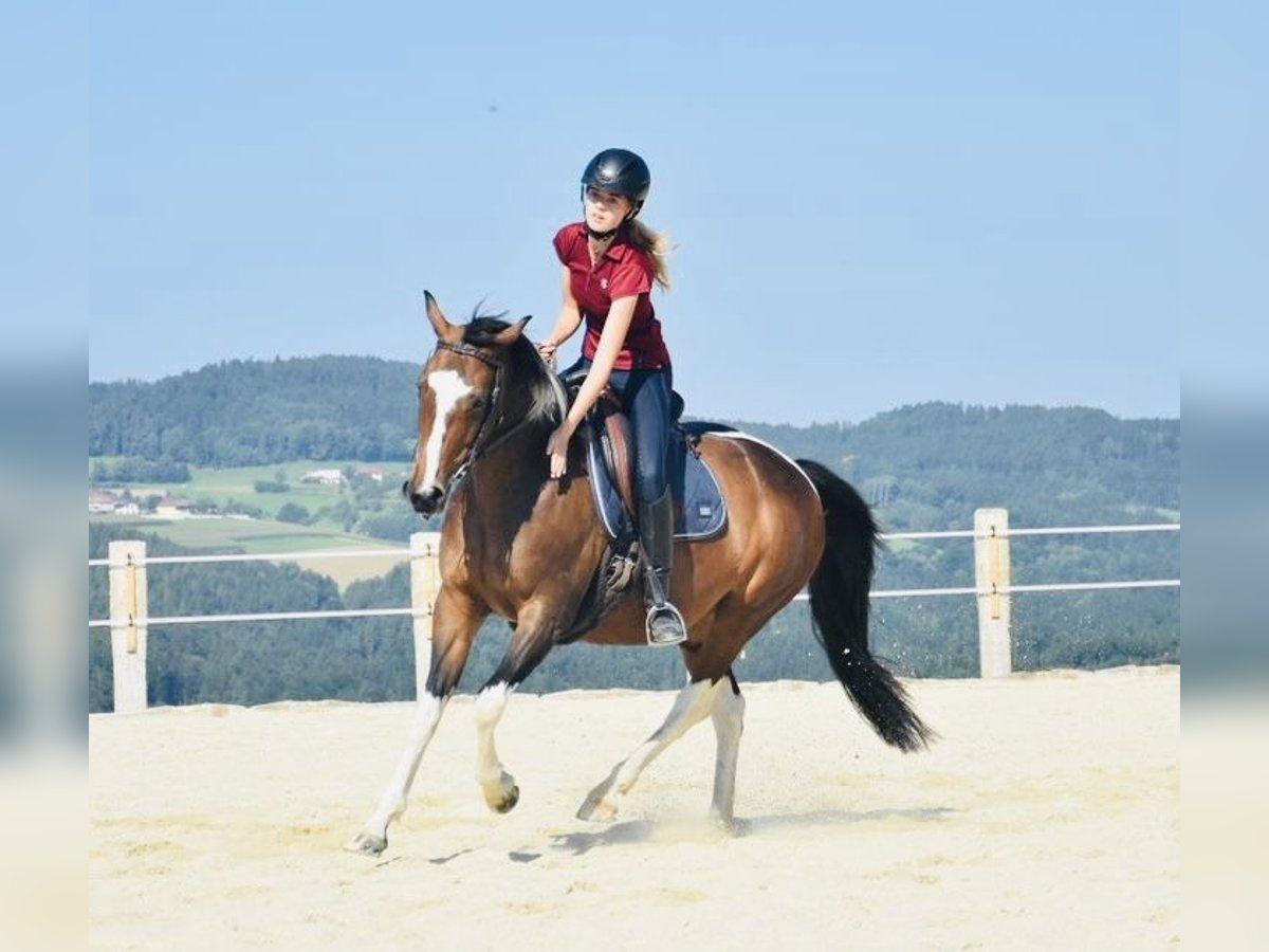 Österreichisches Warmblut Stute 14 Jahre 156 cm Schecke in Schwertberg