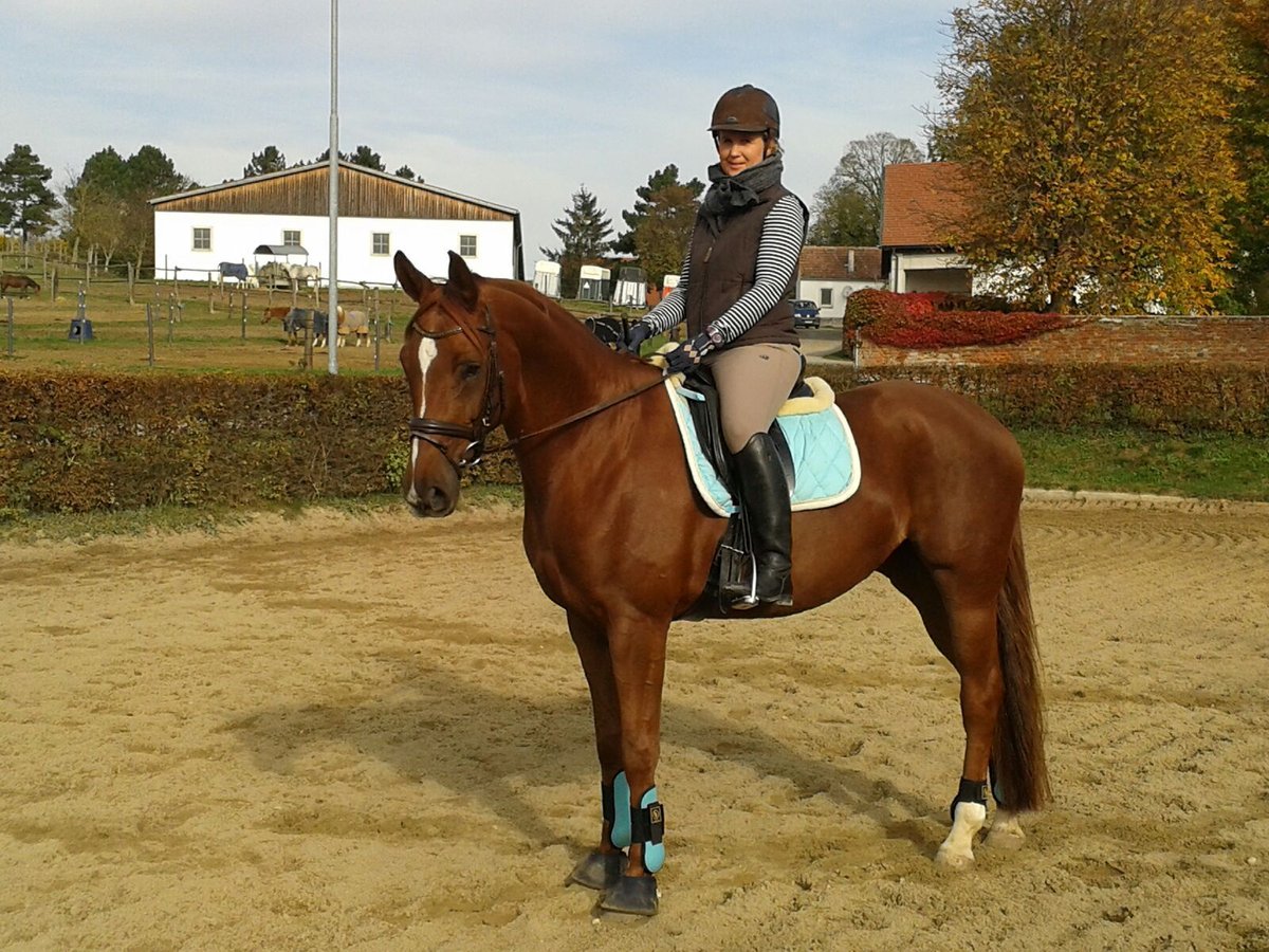 Österreichisches Warmblut Stute 14 Jahre 165 cm Fuchs in Reichersberg