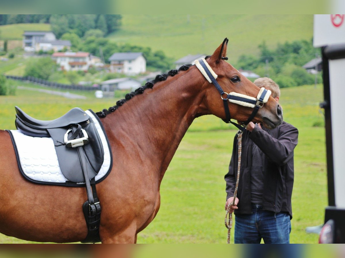 Österreichisches Warmblut Stute 14 Jahre 172 cm Brauner in D&#xFC;sseldorf