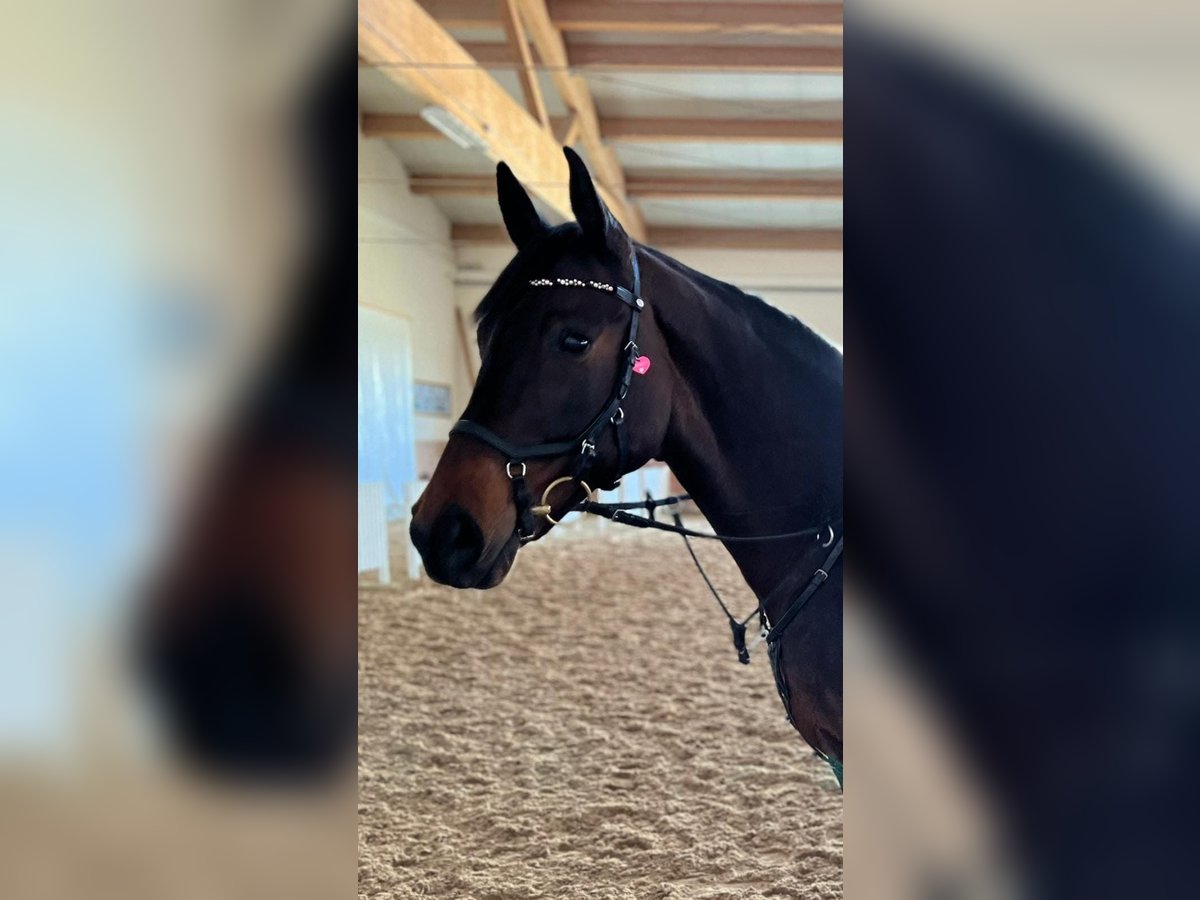 Österreichisches Warmblut Stute 15 Jahre 161 cm Schwarzbrauner in St&#xF6;ttwang