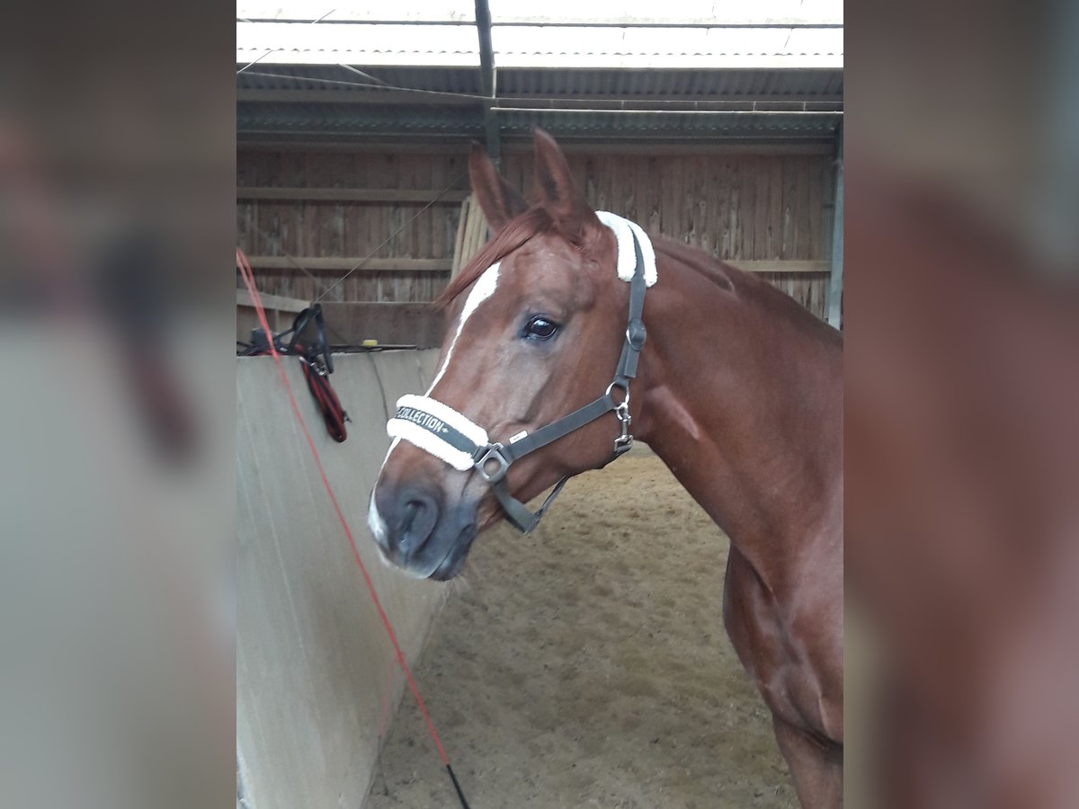 Österreichisches Warmblut Stute 15 Jahre 164 cm Dunkelfuchs in Reichersberg