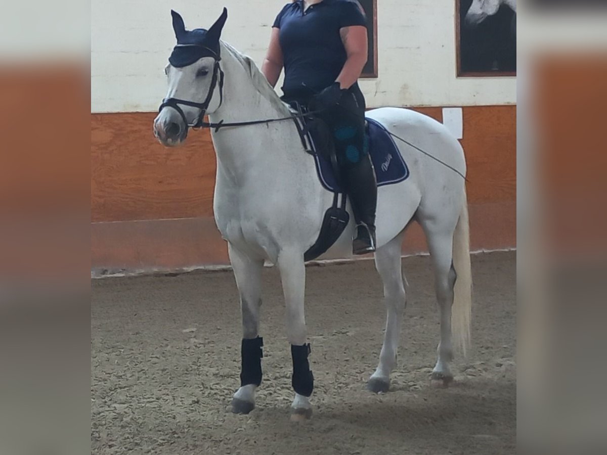 Österreichisches Warmblut Stute 16 Jahre 162 cm Schimmel in Schwechat