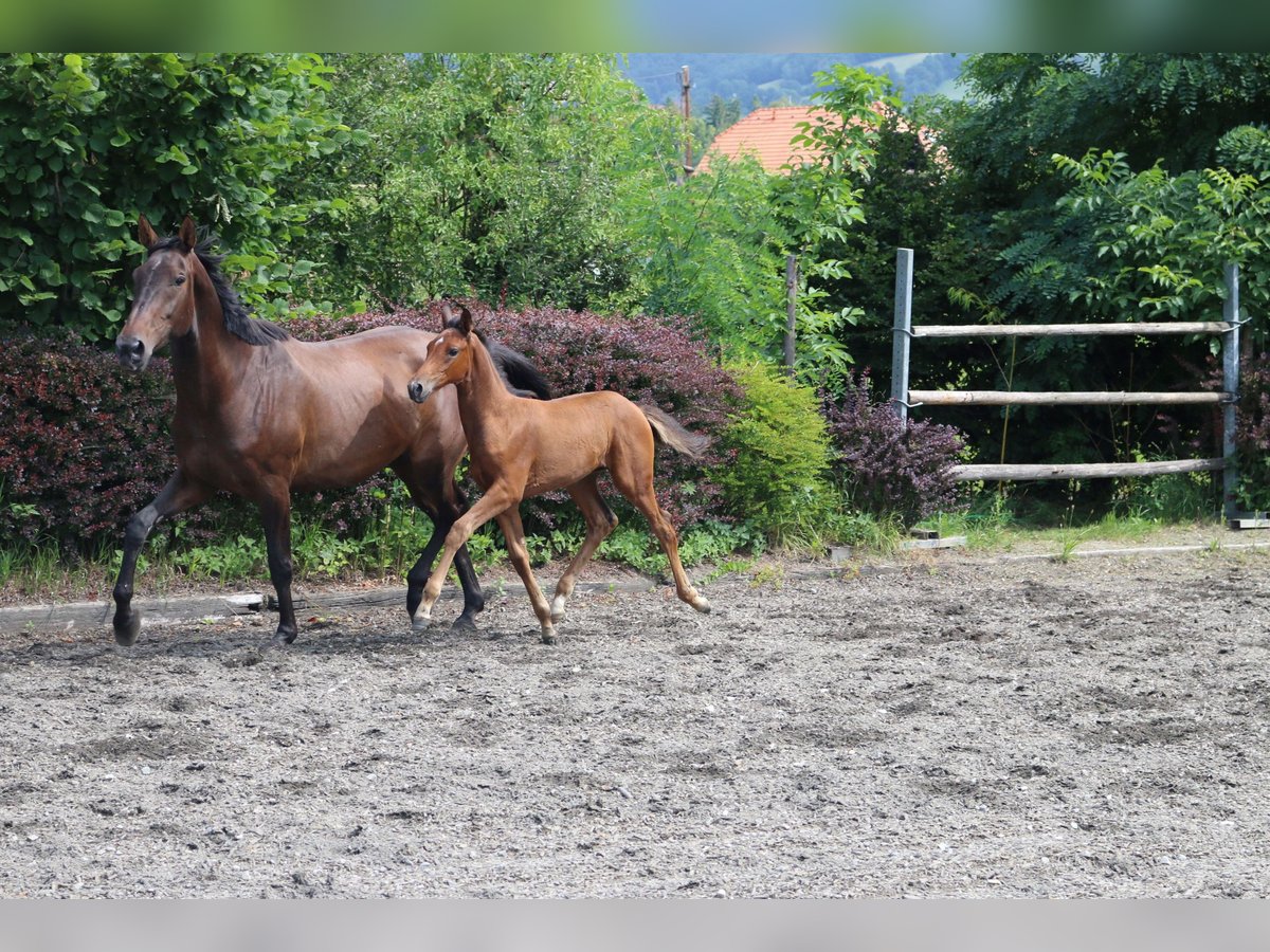 Österreichisches Warmblut Stute 16 Jahre 172 cm Brauner in Pöllau