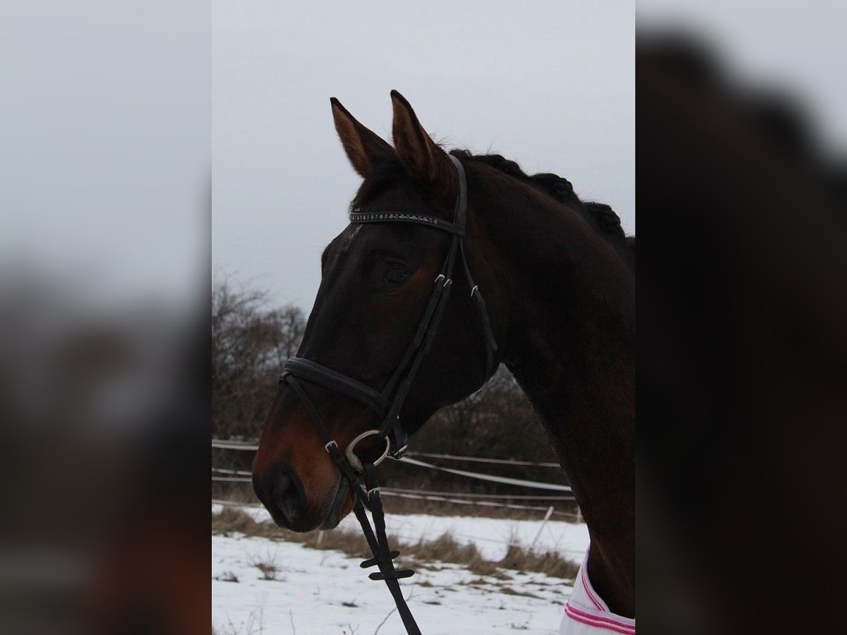 Österreichisches Warmblut Stute 16 Jahre 172 cm Brauner in Pöllau