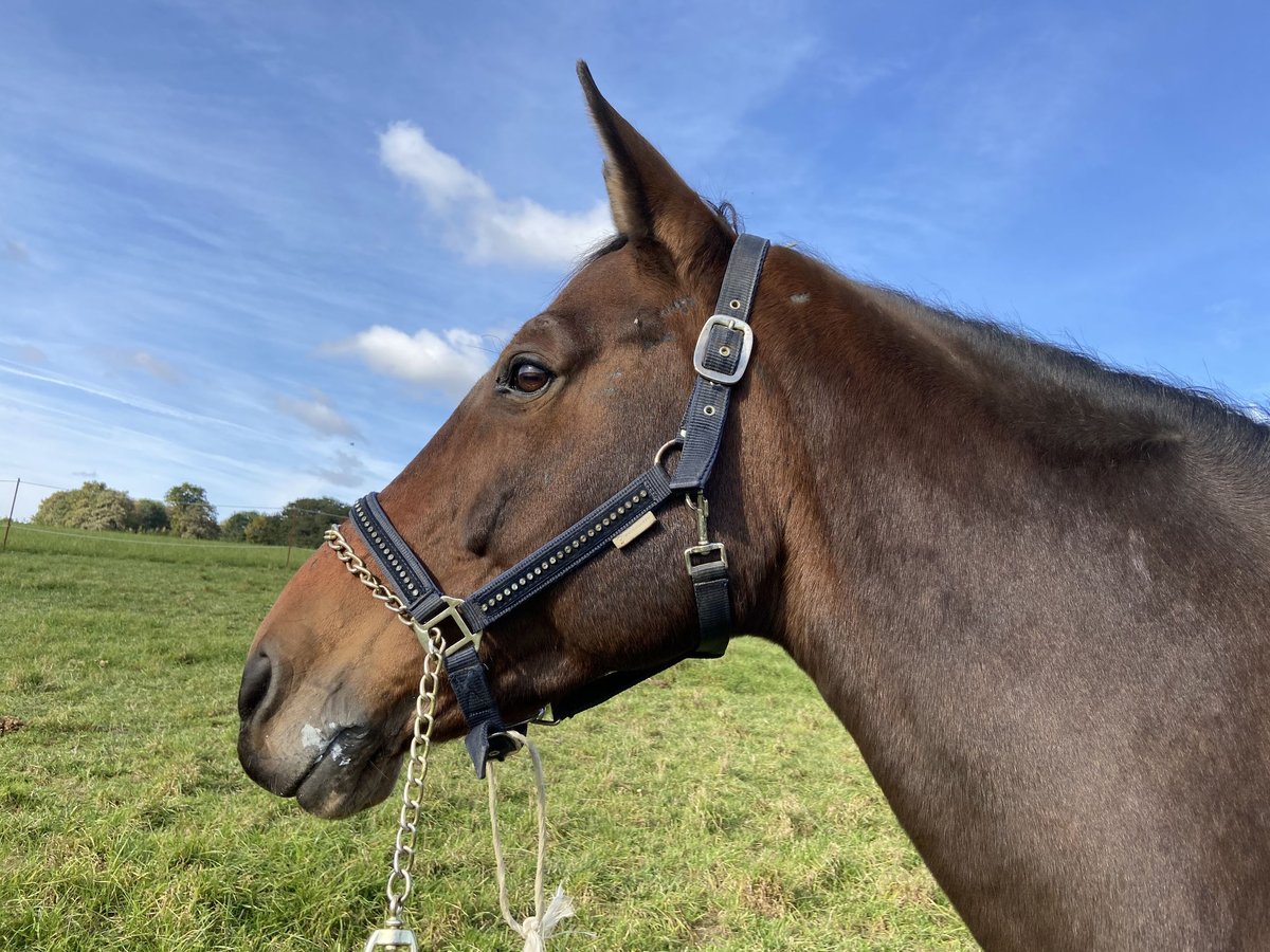 Österreichisches Warmblut Stute 17 Jahre 165 cm Brauner in Pottenbrunn