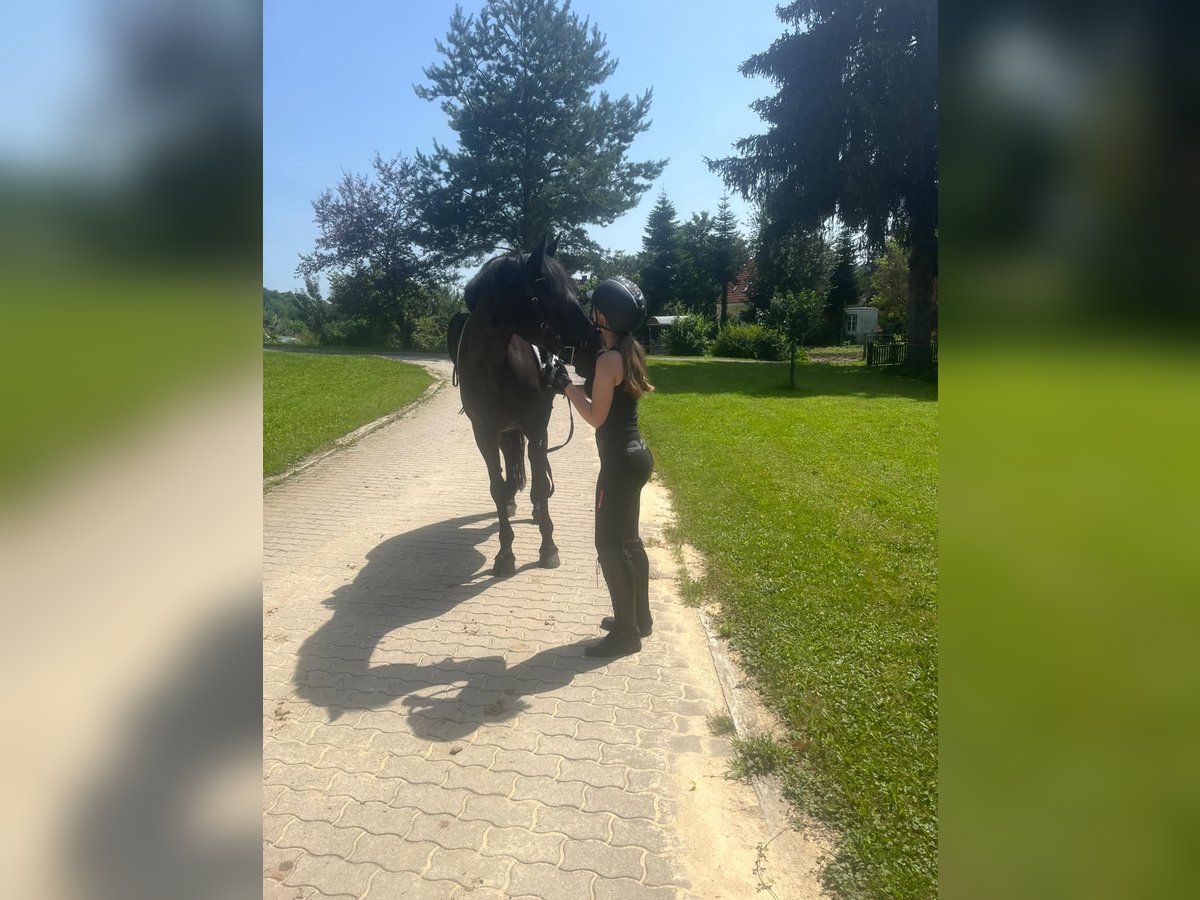 Österreichisches Warmblut Stute 17 Jahre 170 cm Rappe in Pinkafeld