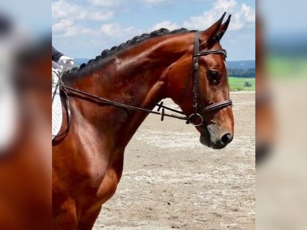 Österreichisches Warmblut Stute 18 Jahre 165 cm Brauner in Berg im Attergau